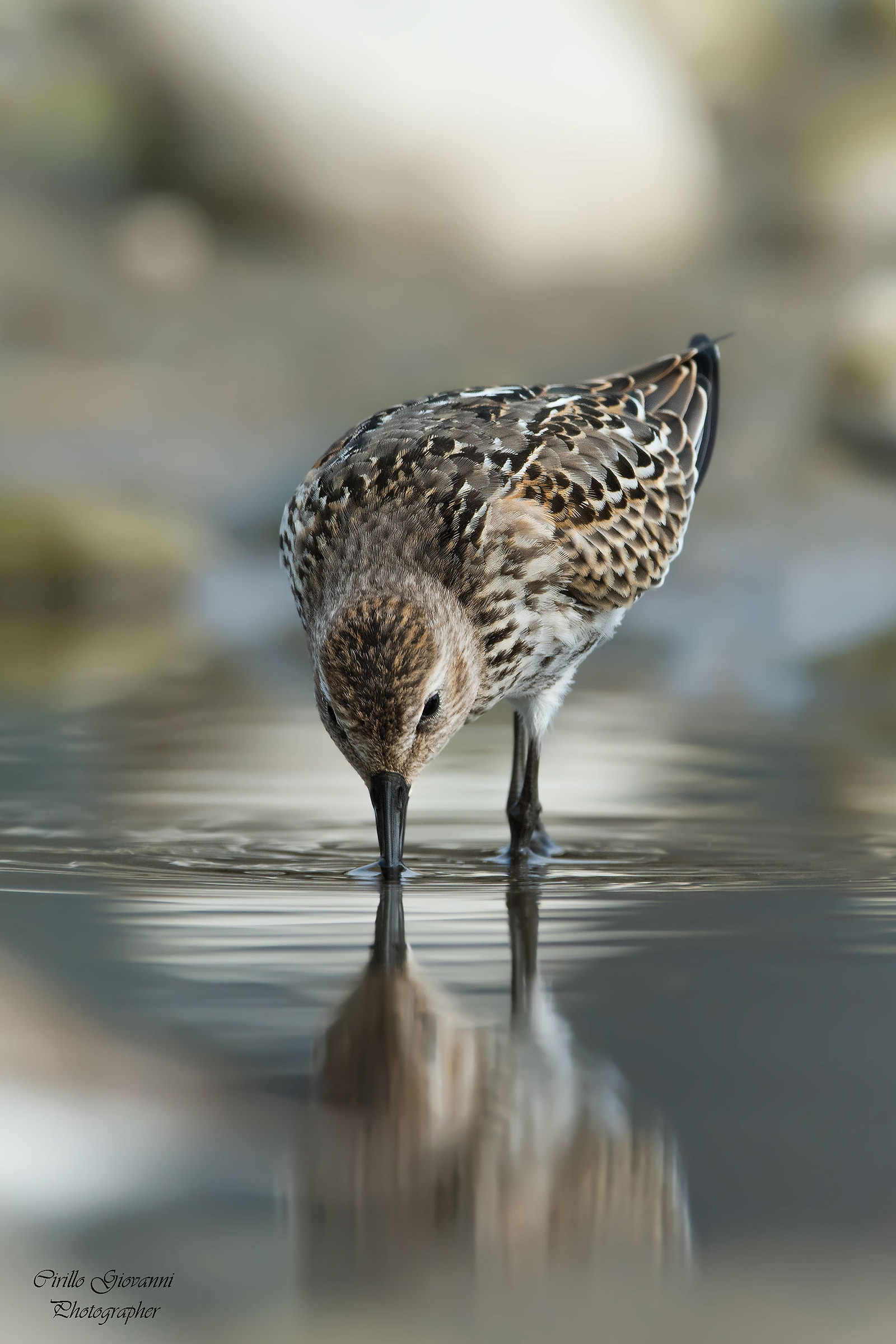 Piovanello Pancianera