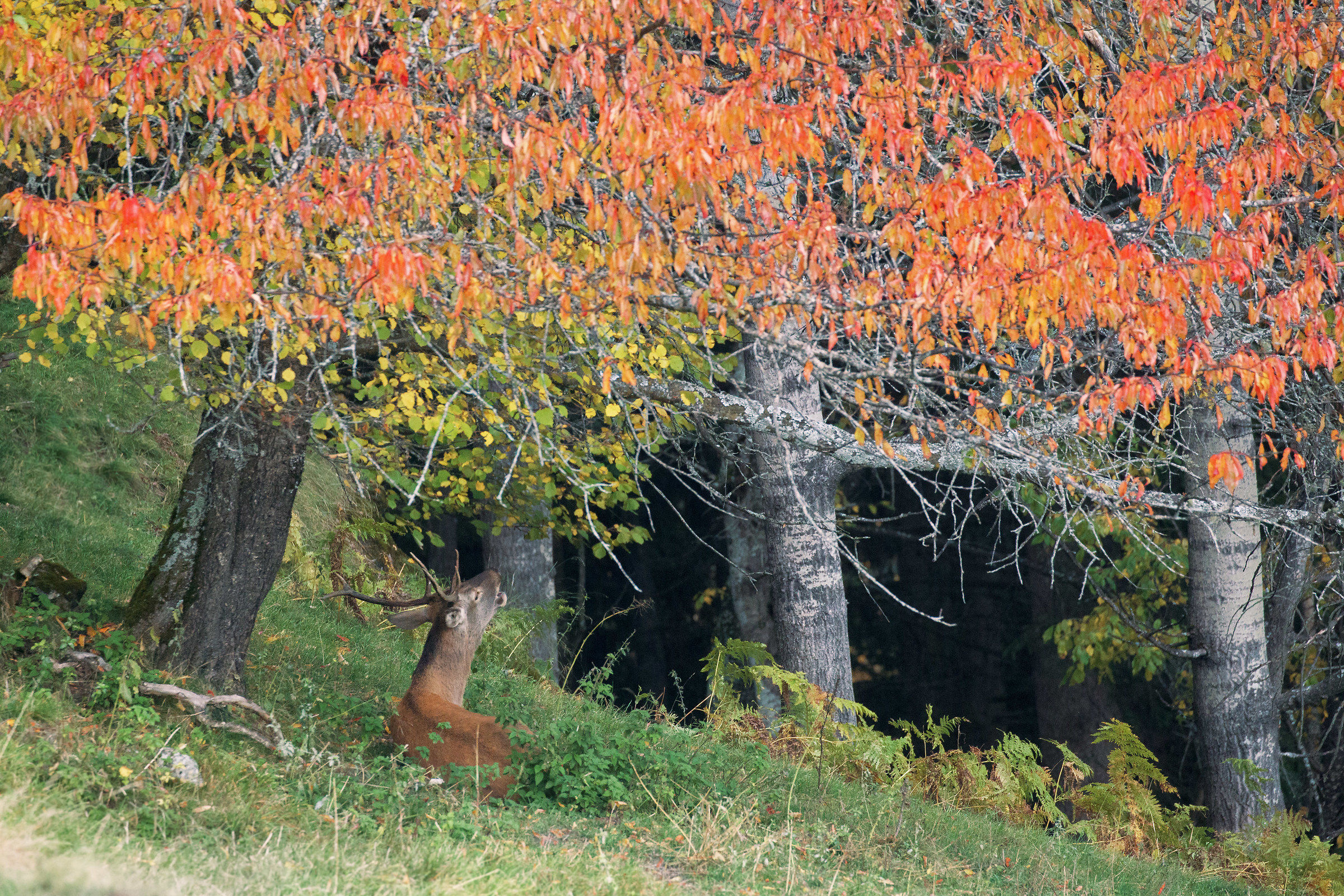 The prince under the cherry tree