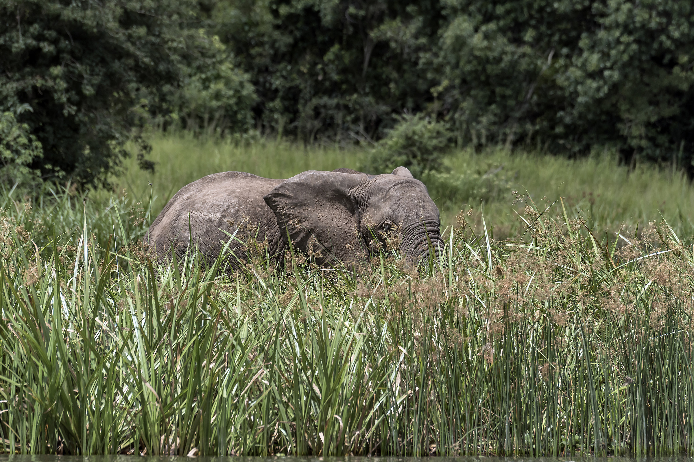 Lungo il Nilo Victoria