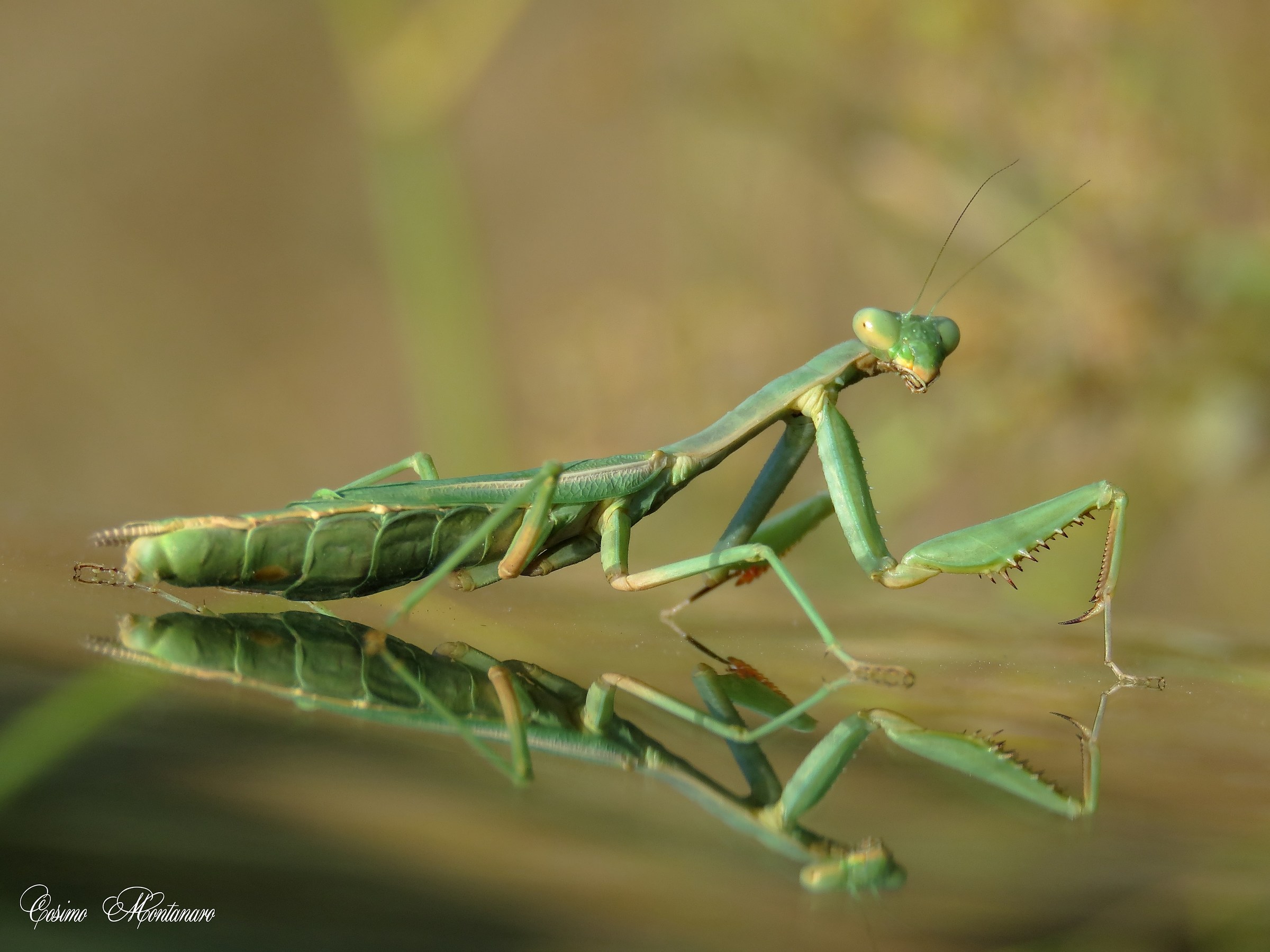 Religious Mantis