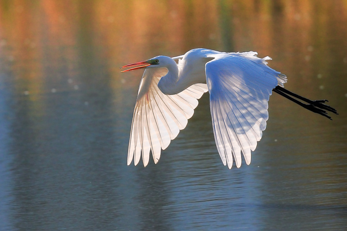 White heron