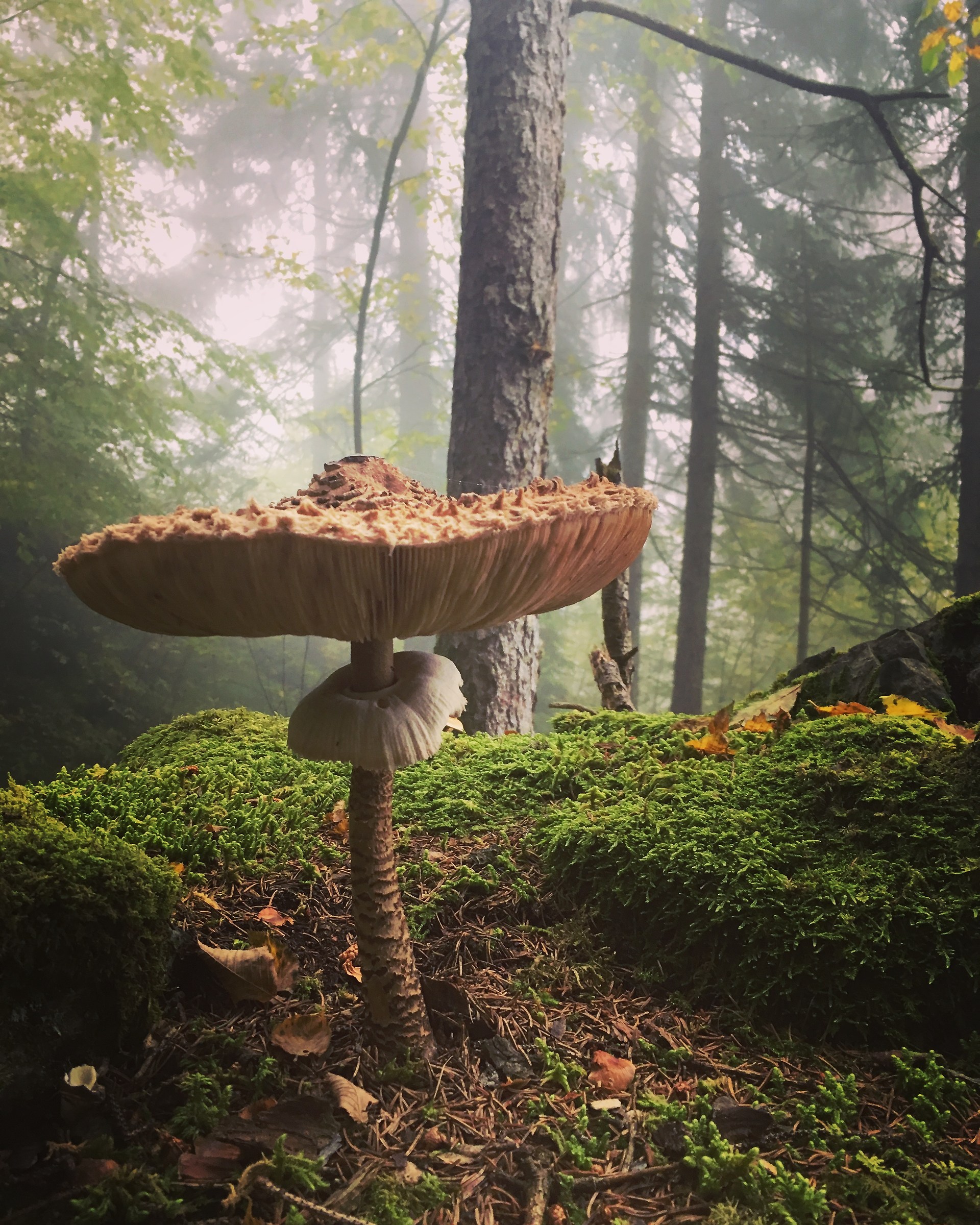 Nel bosco incantato...