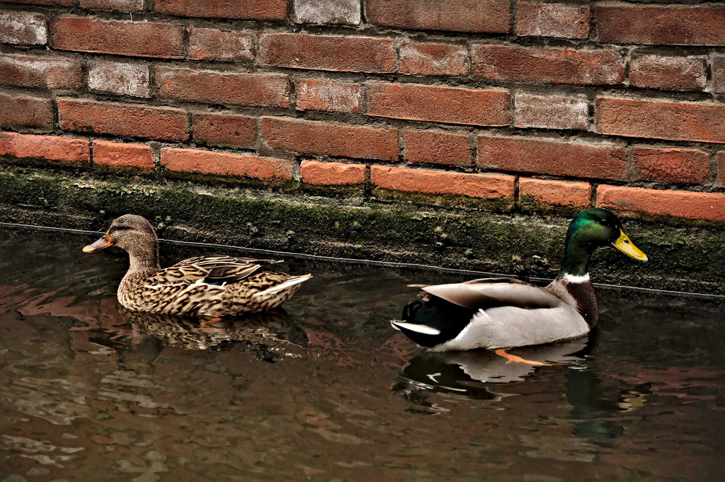 Comacchio 3 Febbraio 2017