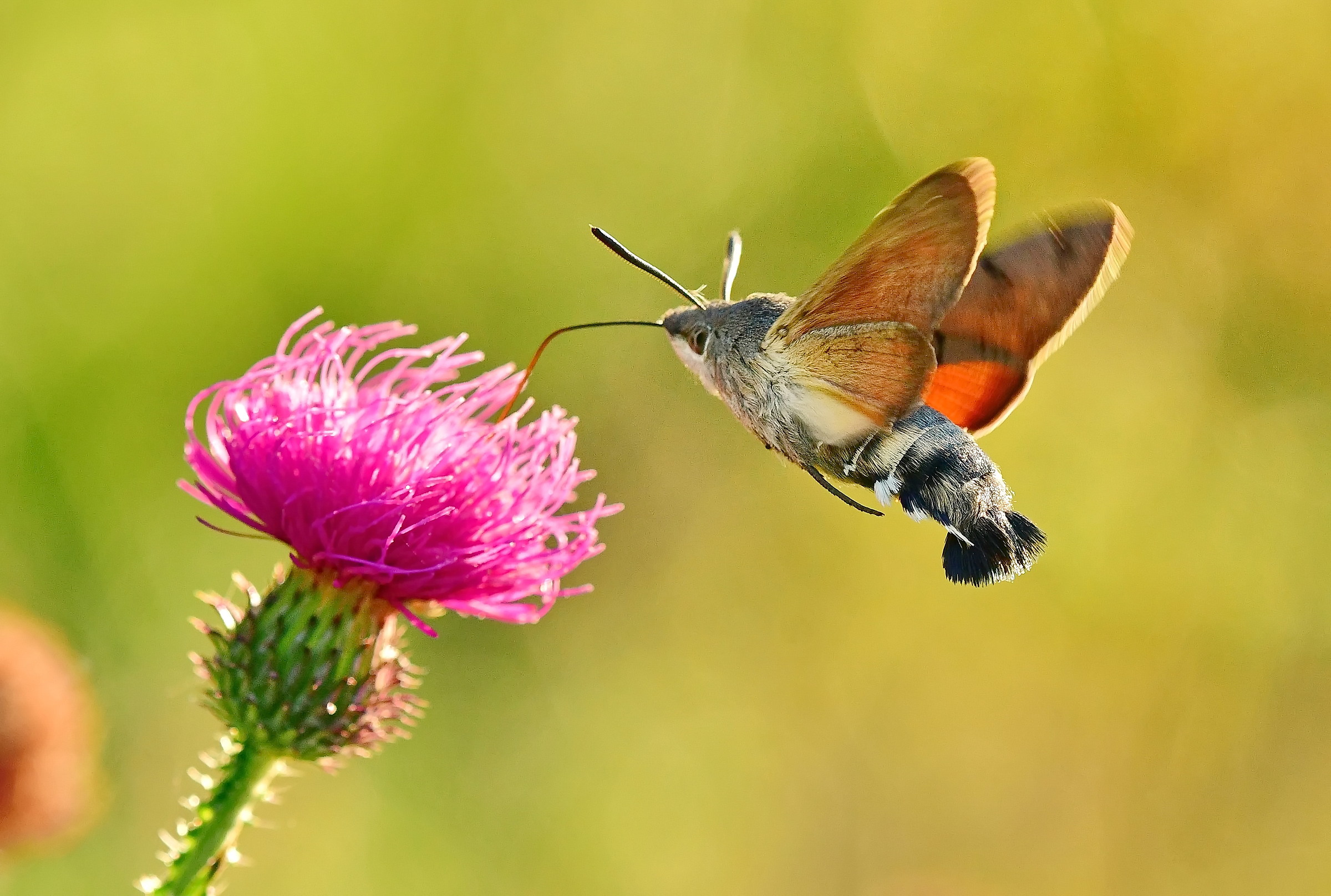 Macroglossum stellaratum