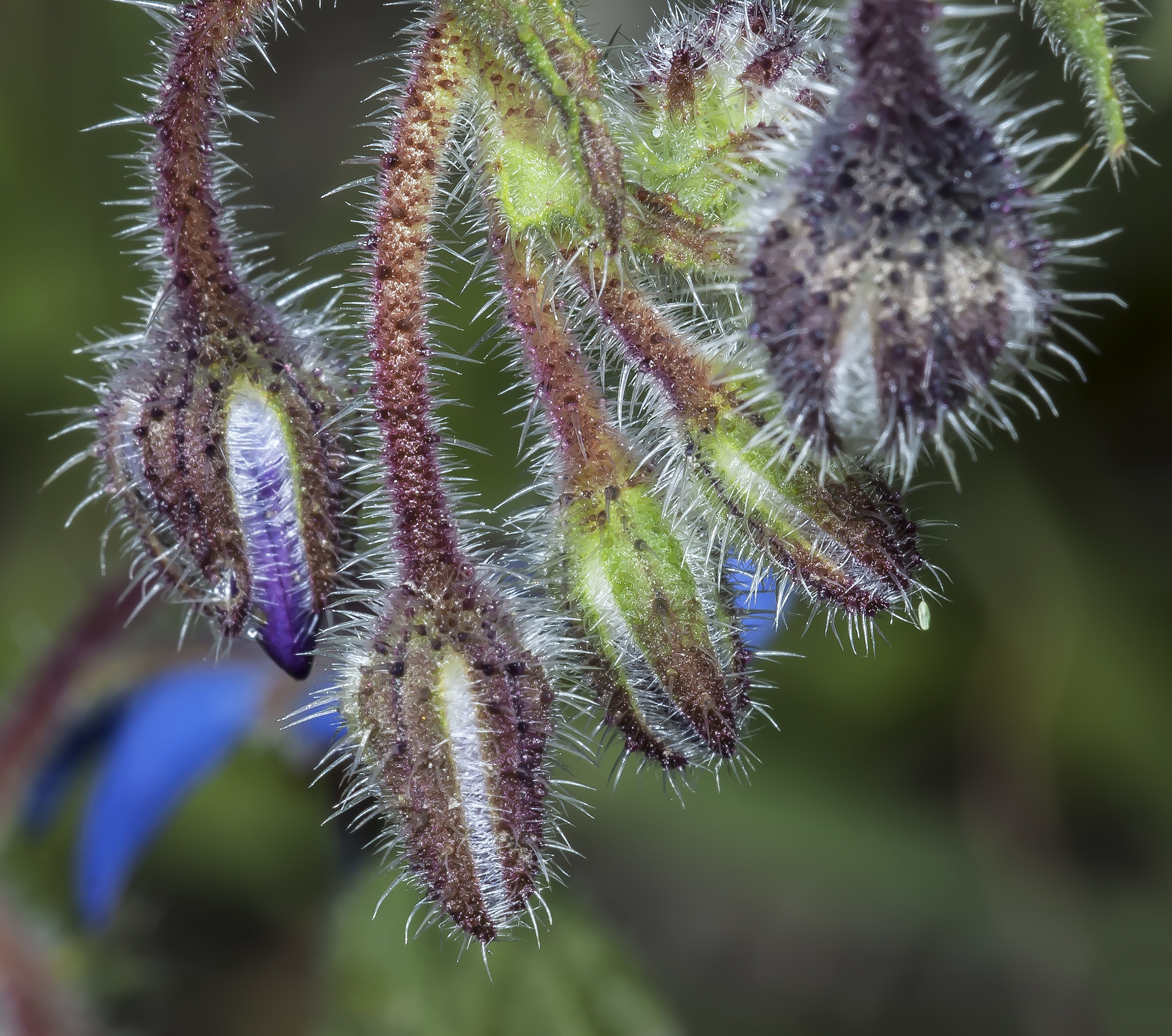bushes of borage officinalis