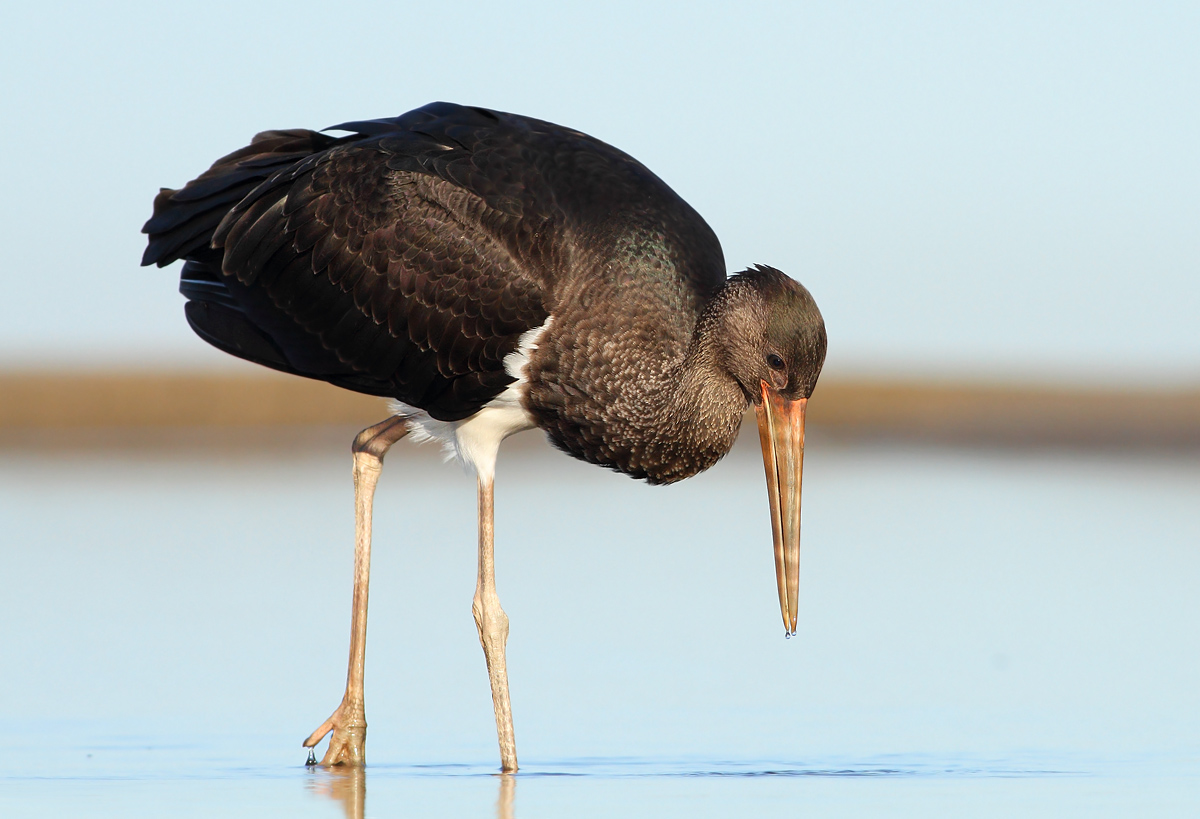 Black stork