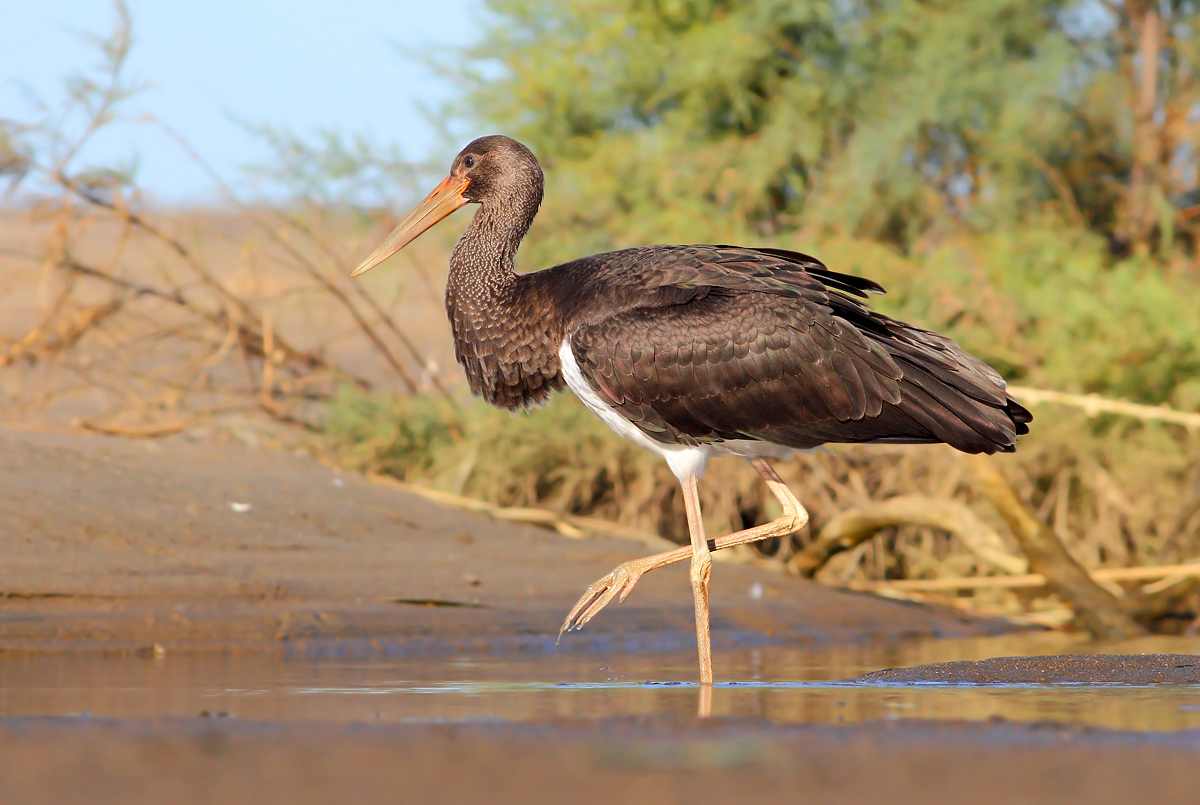 Black stork