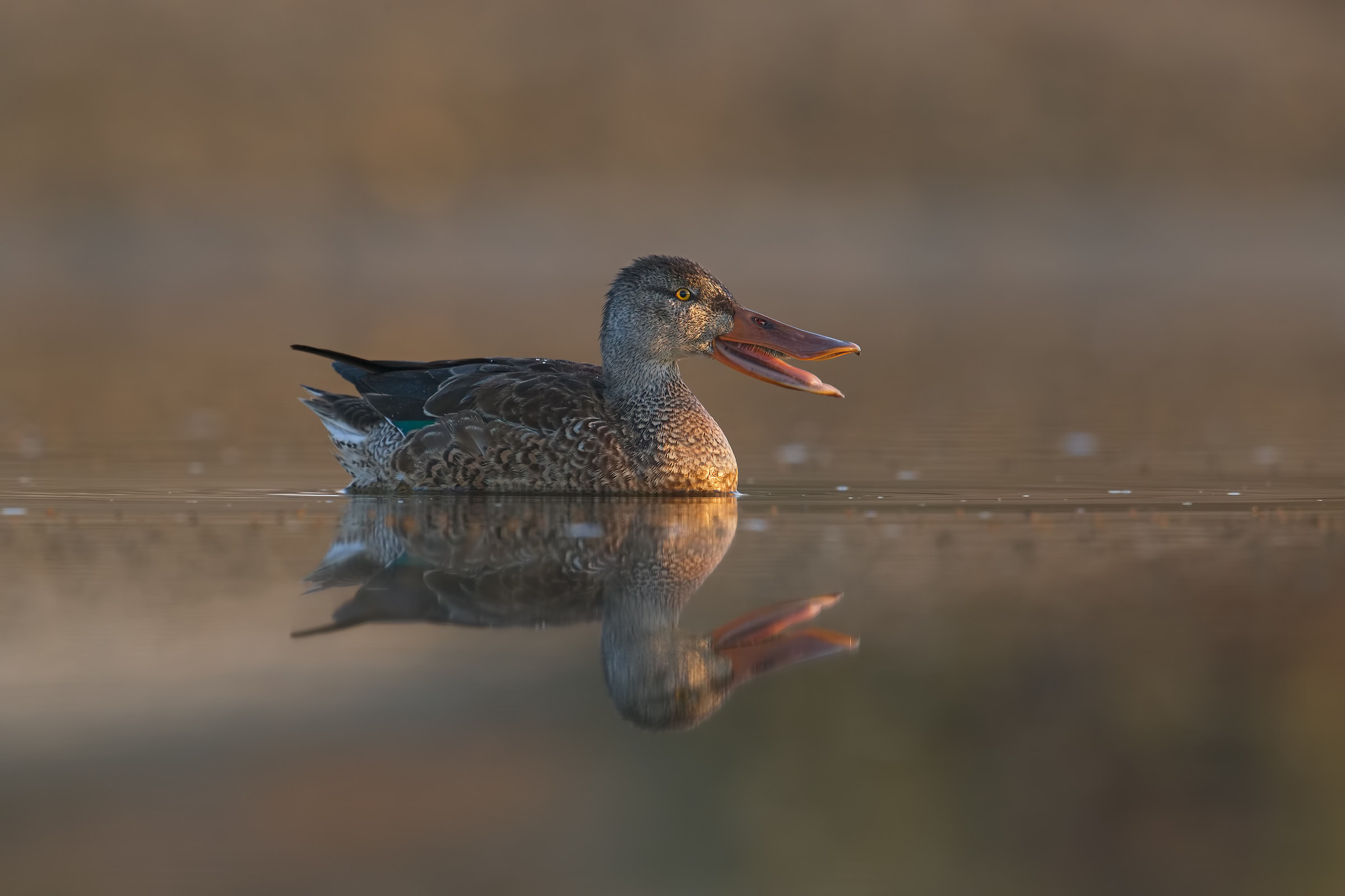 Shoveler