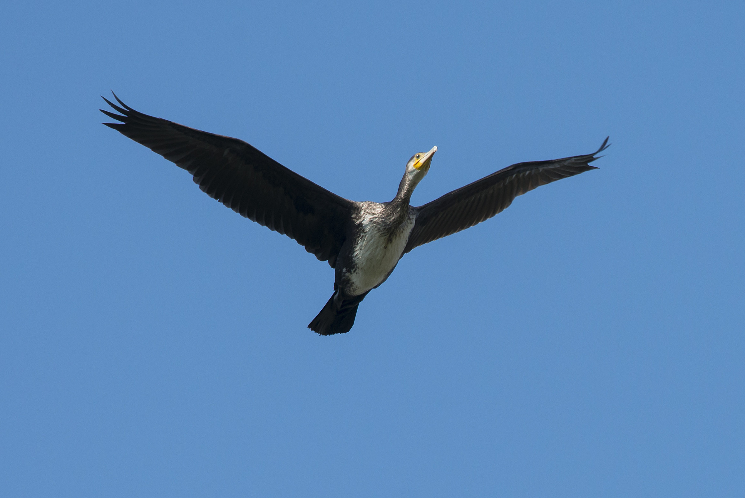 Cormorant
