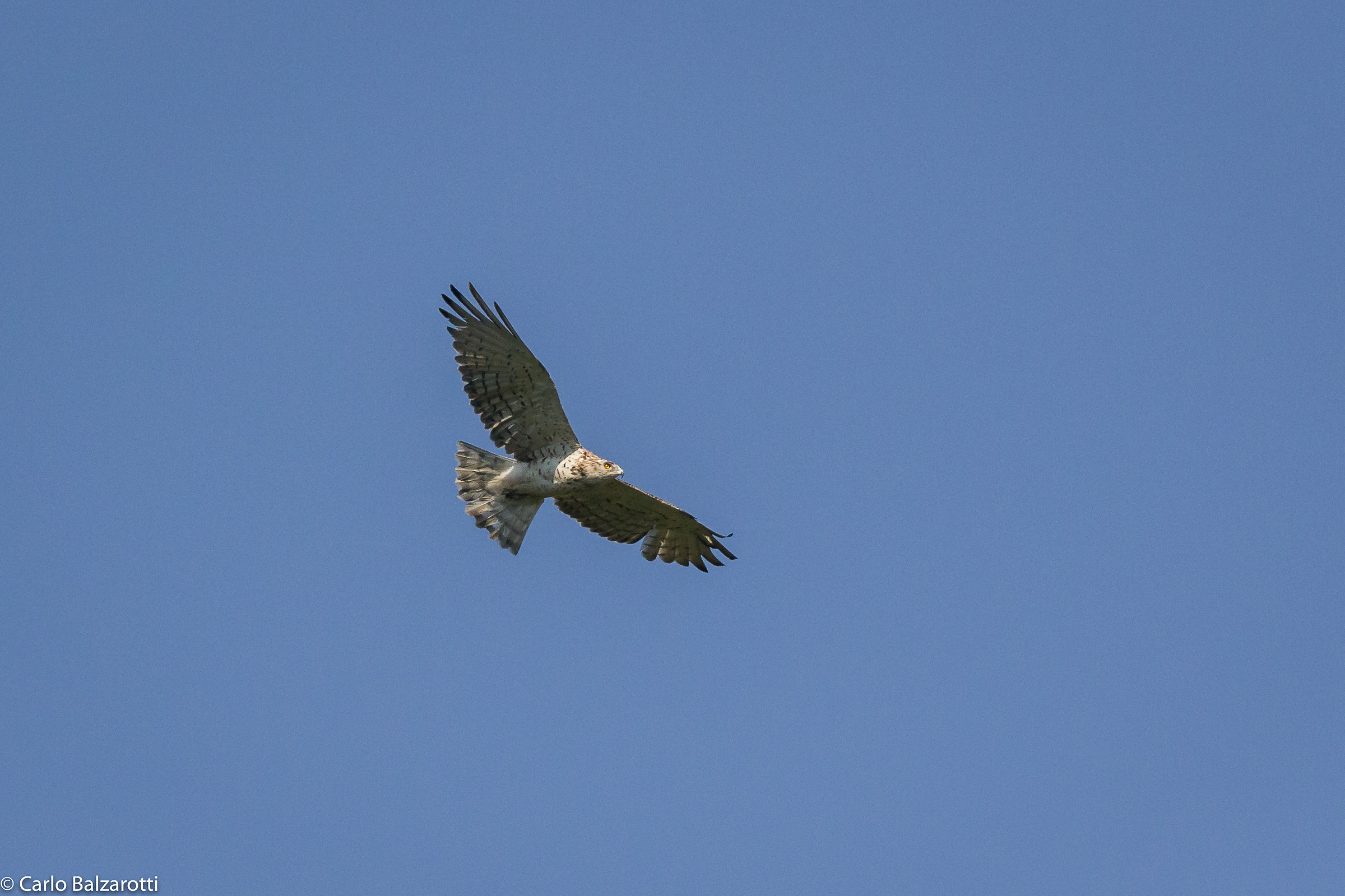 Goshawk