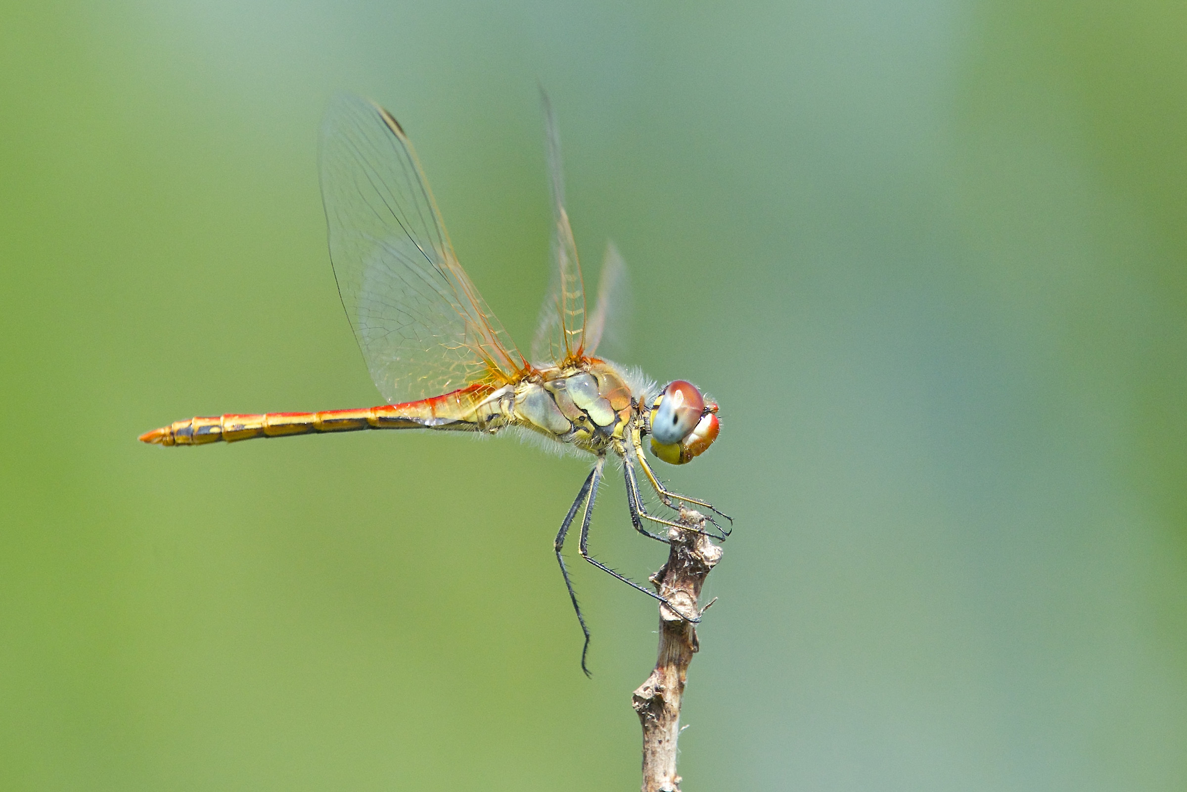 Libellula