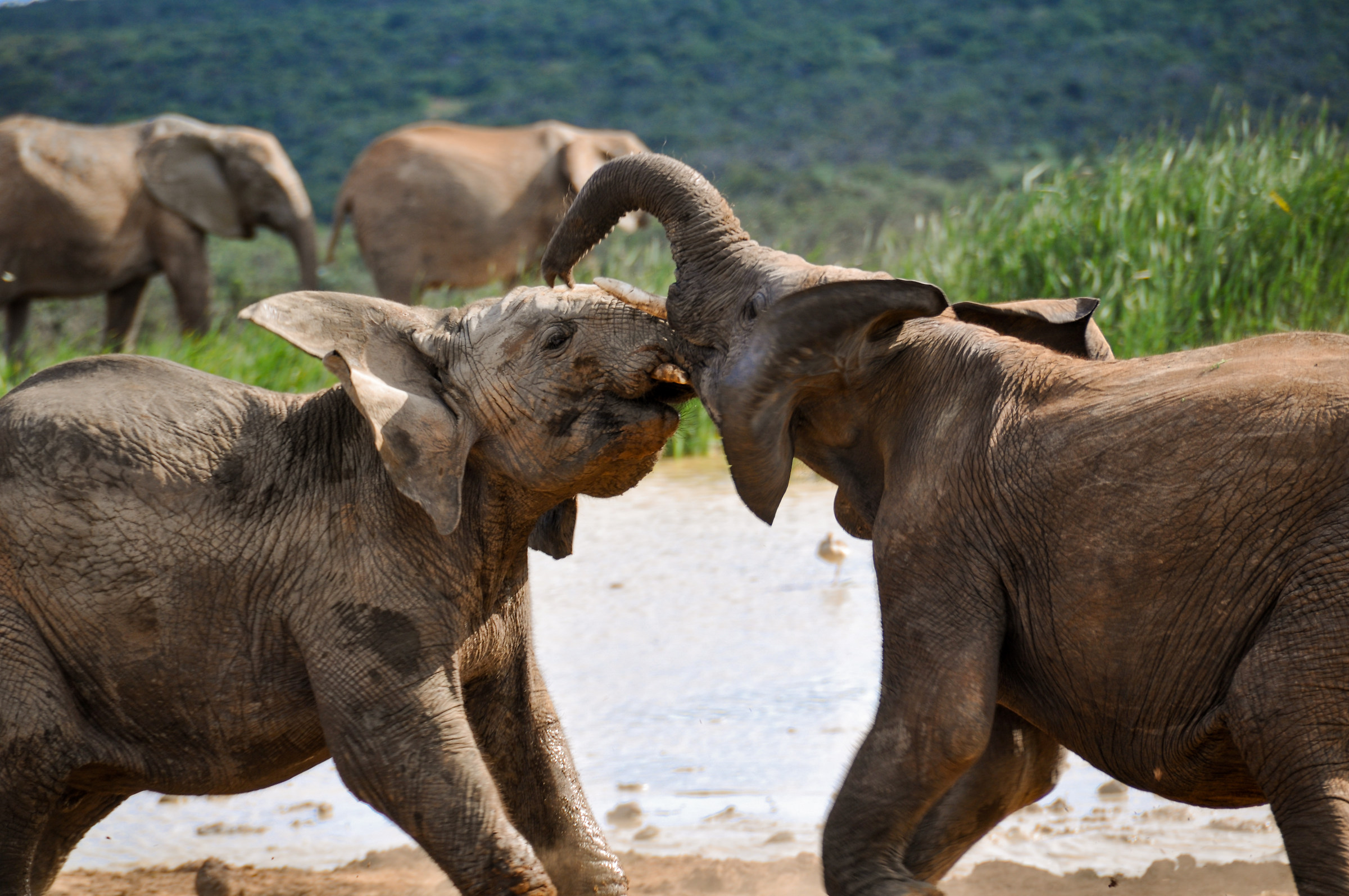 elephants playing