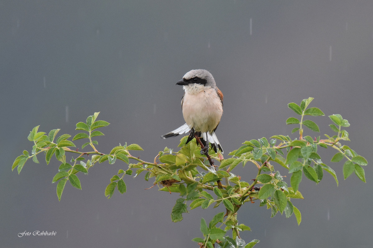 Averla...under the rain...