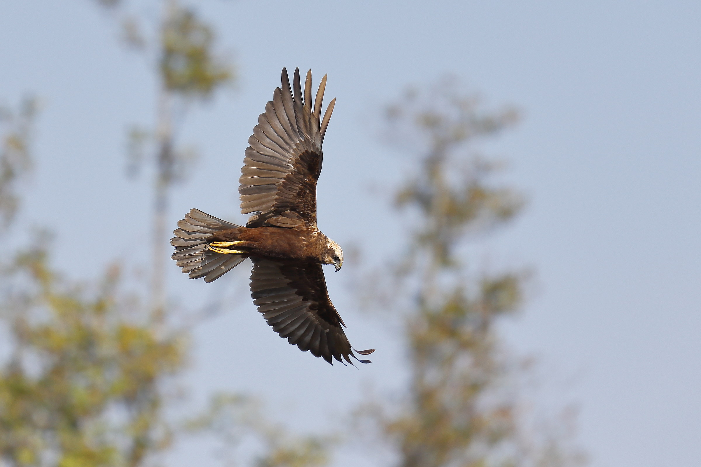 marsh harrier