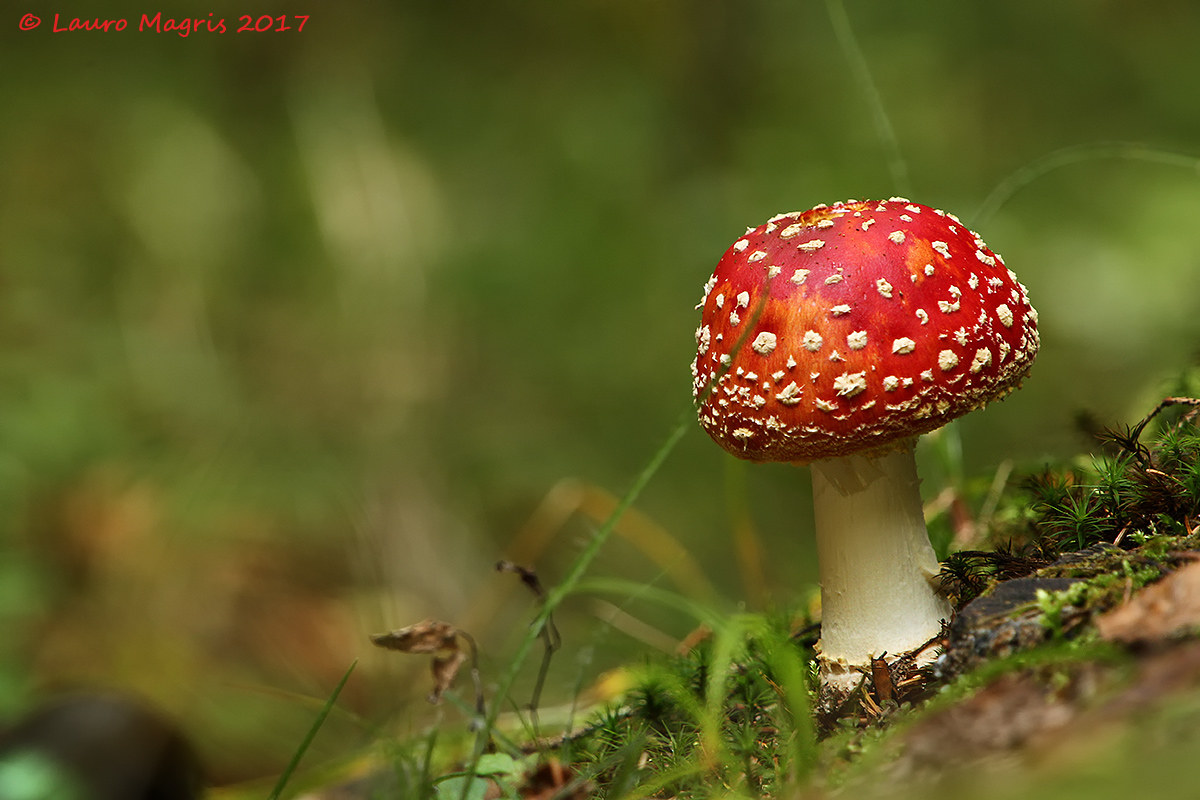 Waiting for Snow White