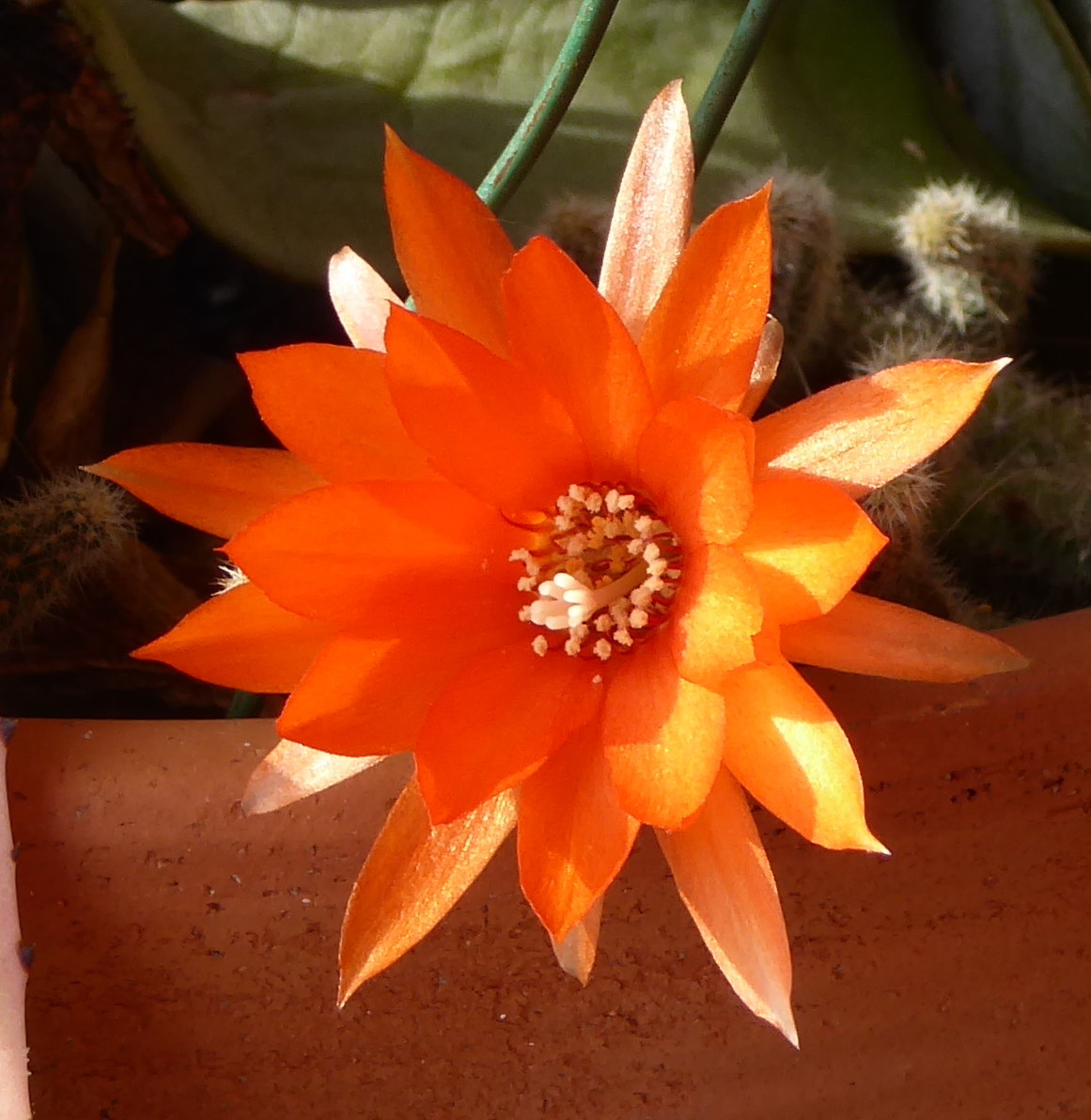 cactus flower