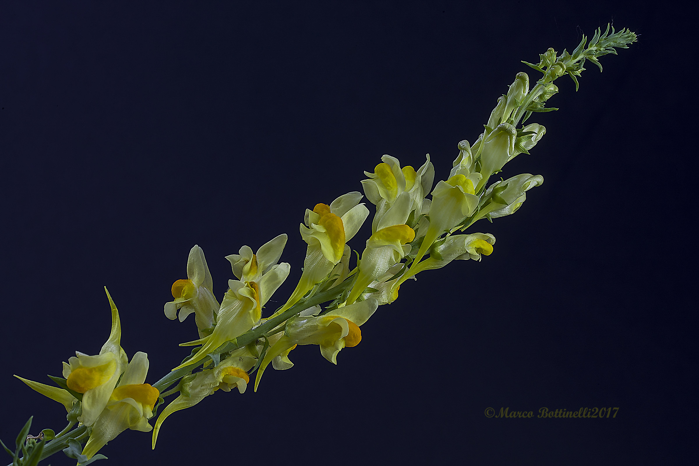 Linaria Vulgaris
