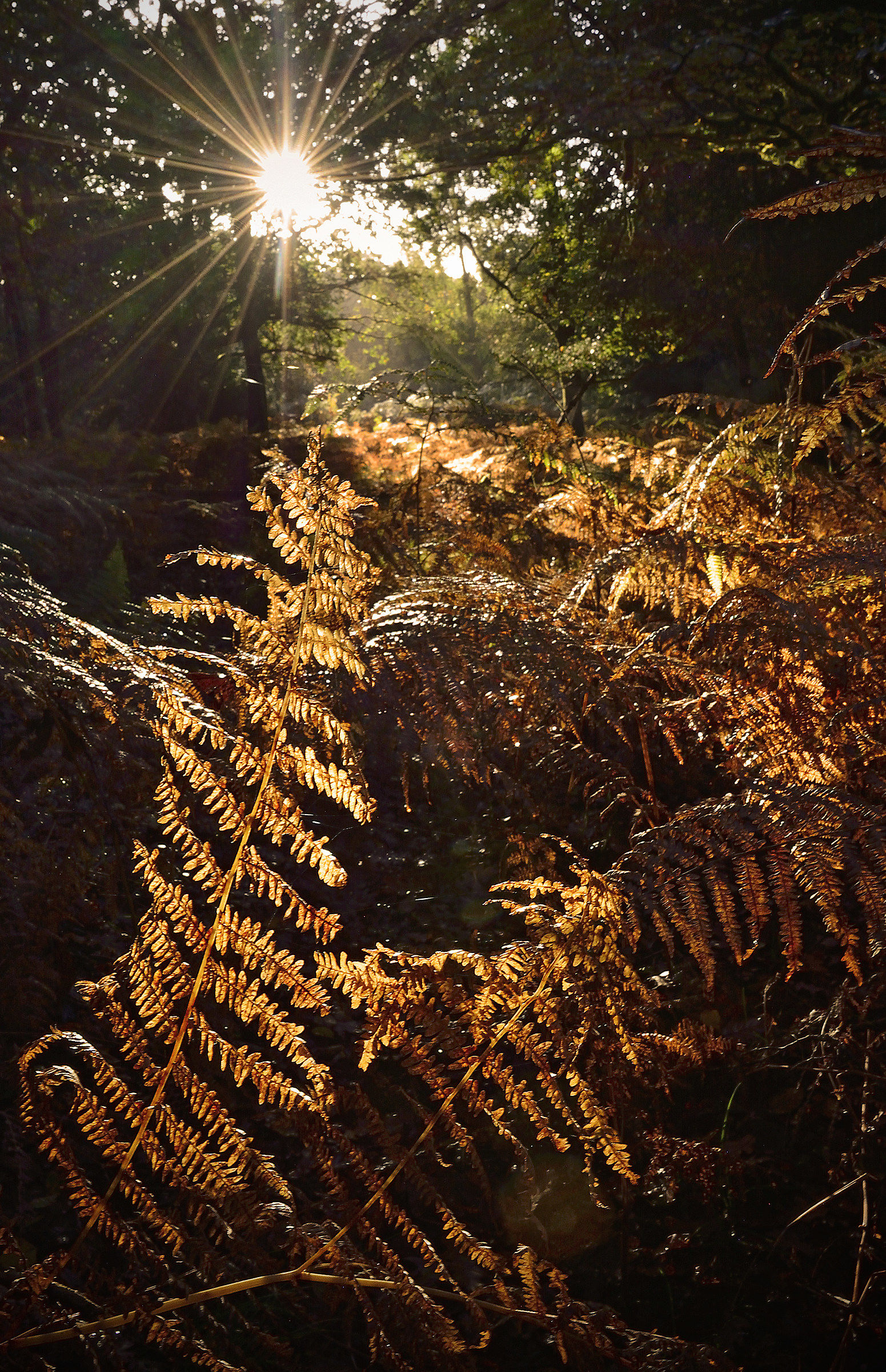 Early Light Deep in the Forest