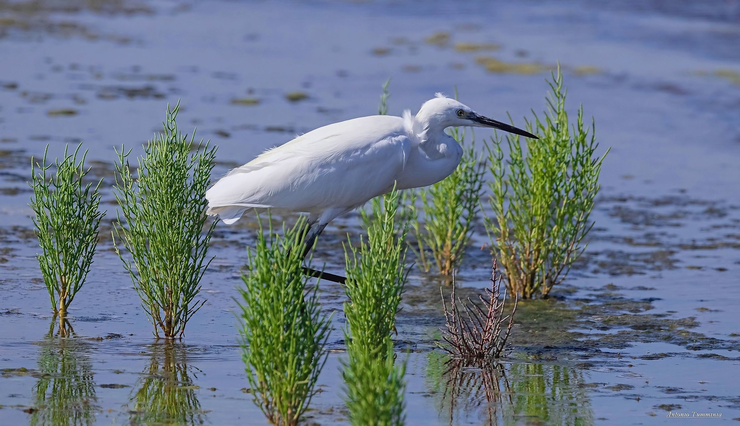 Egret