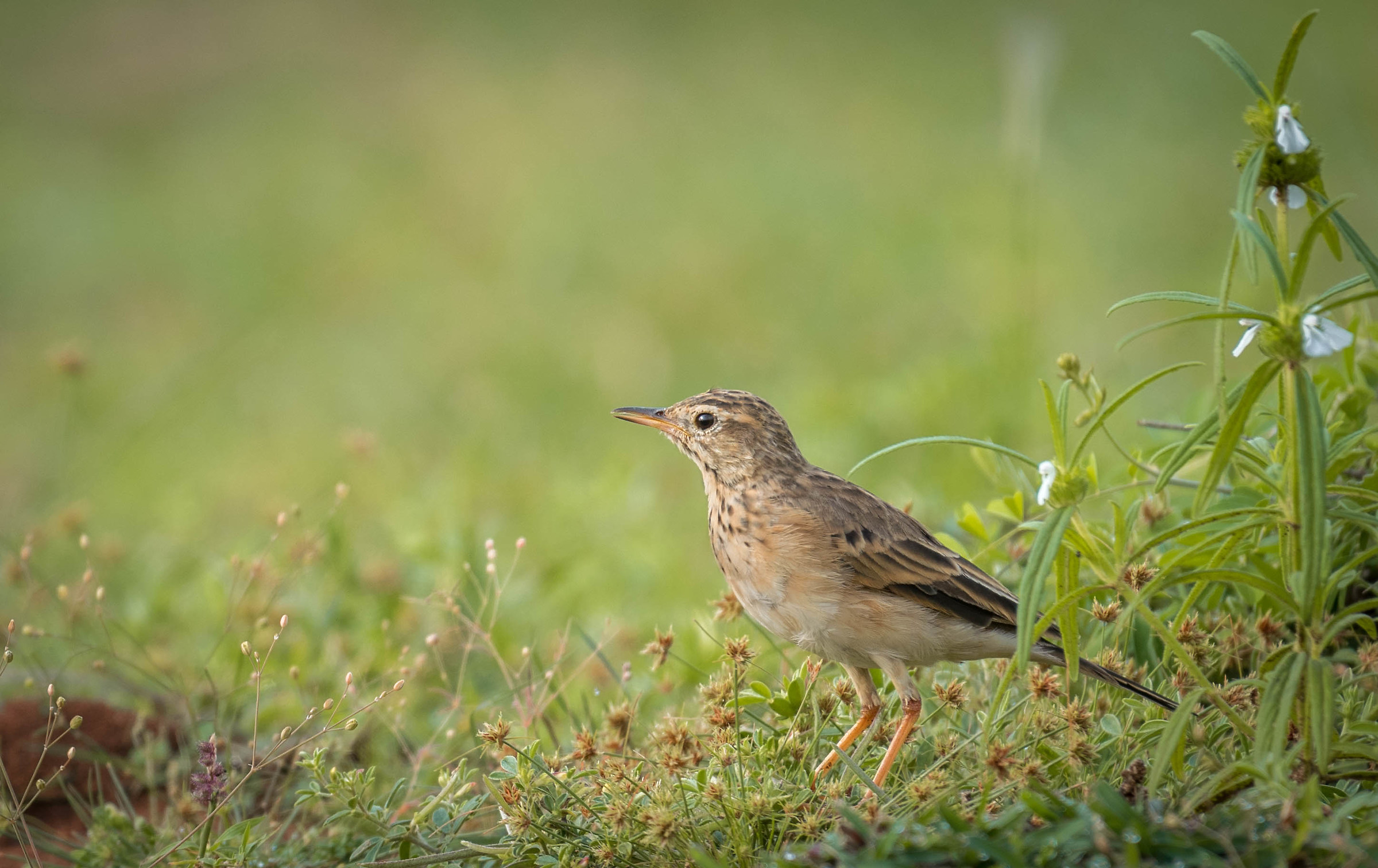 Pipit