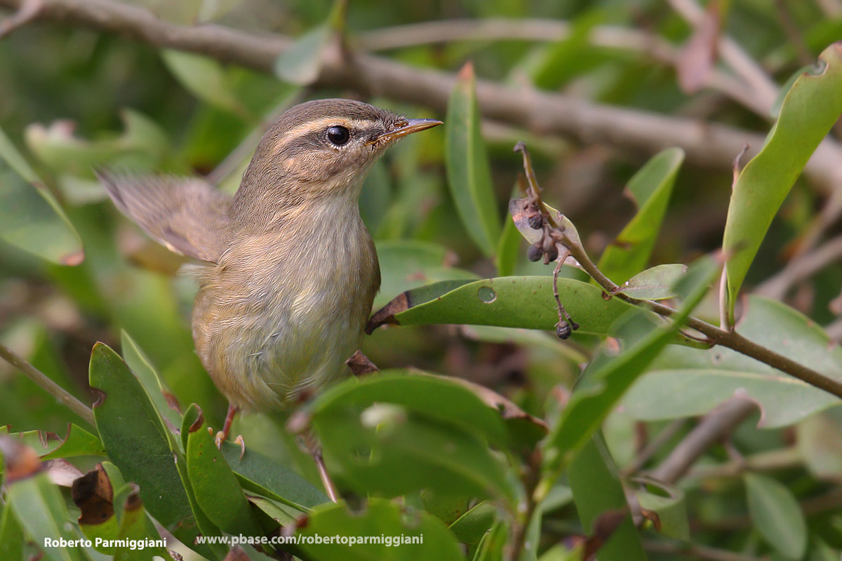 Very rare (dark lizard)