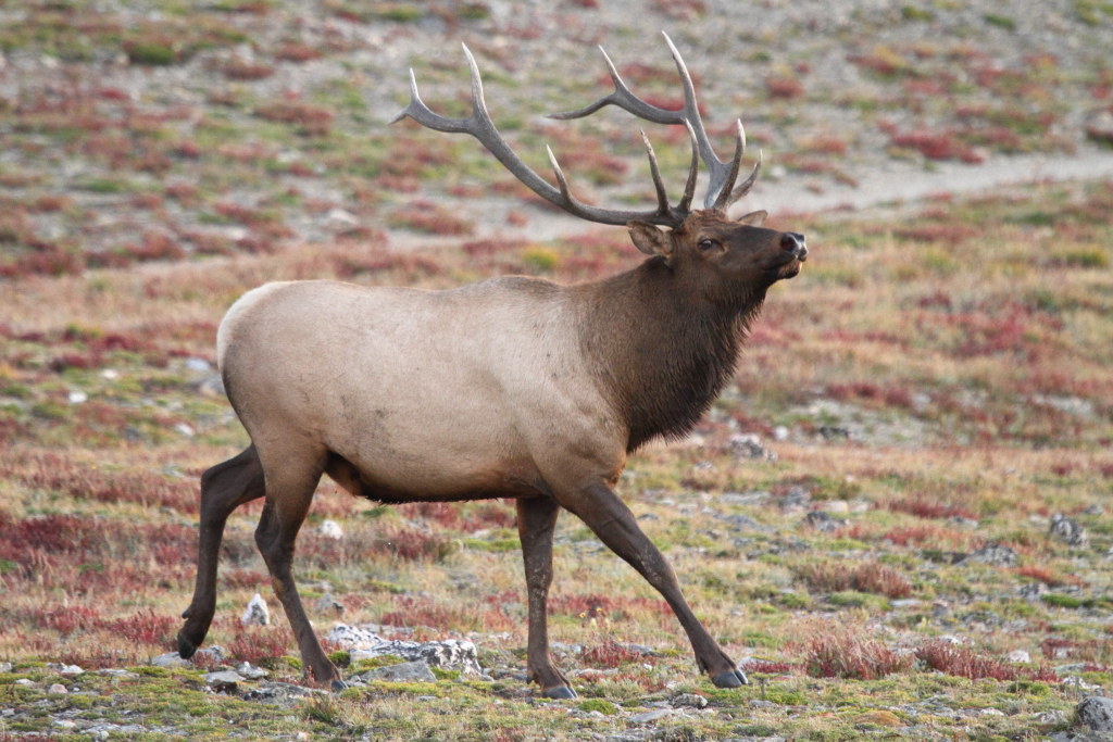 American deer (elk)