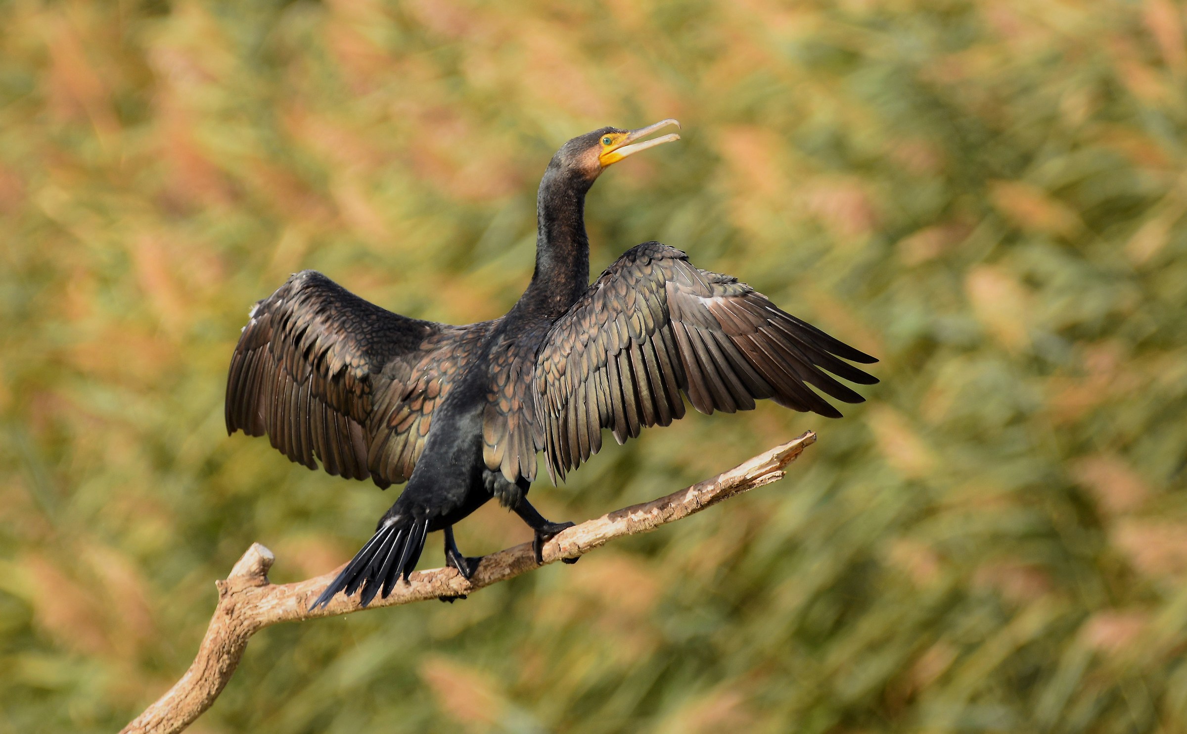 Cormorano