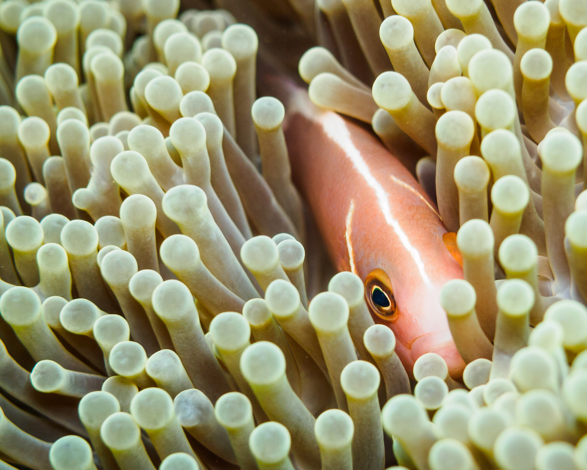 Clownfish