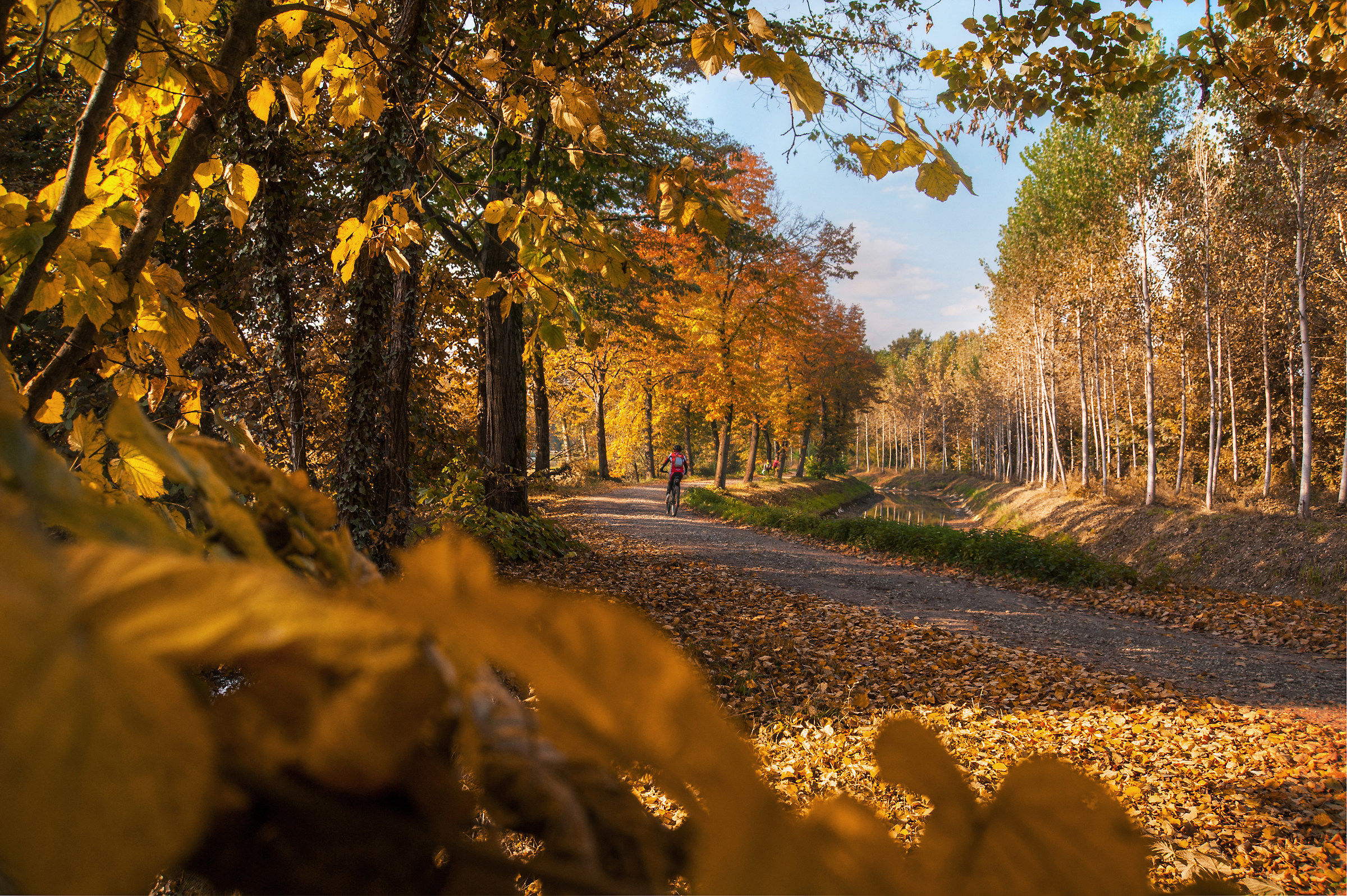 Between the autumn leaves