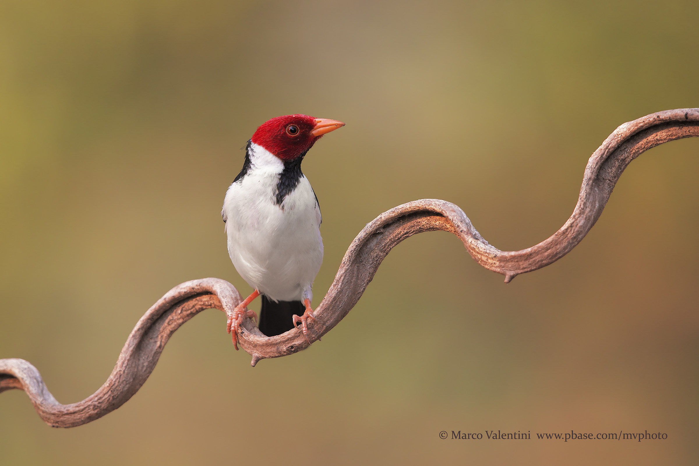 Cardinalino all'alba
