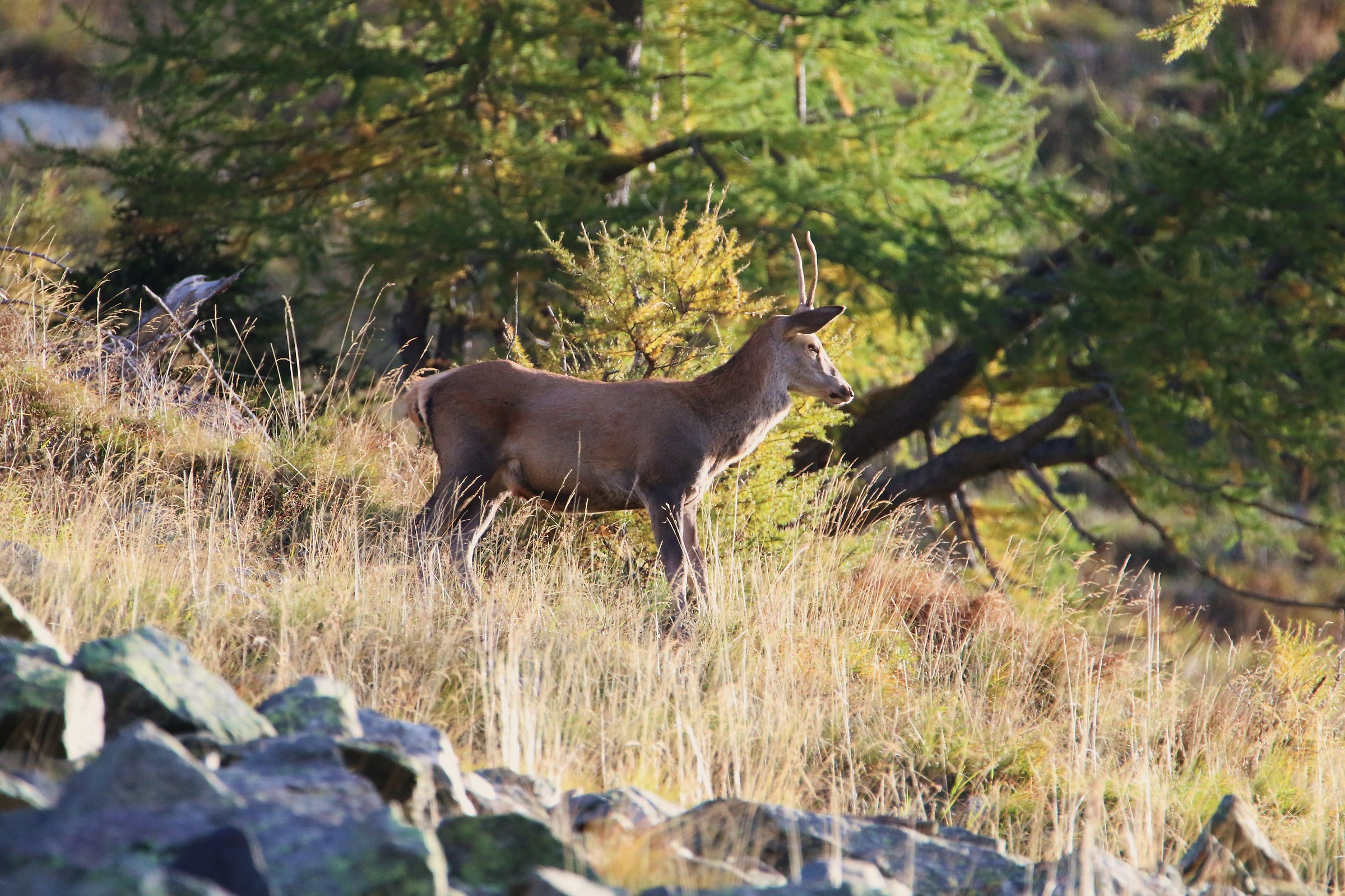 A young man among the big ones