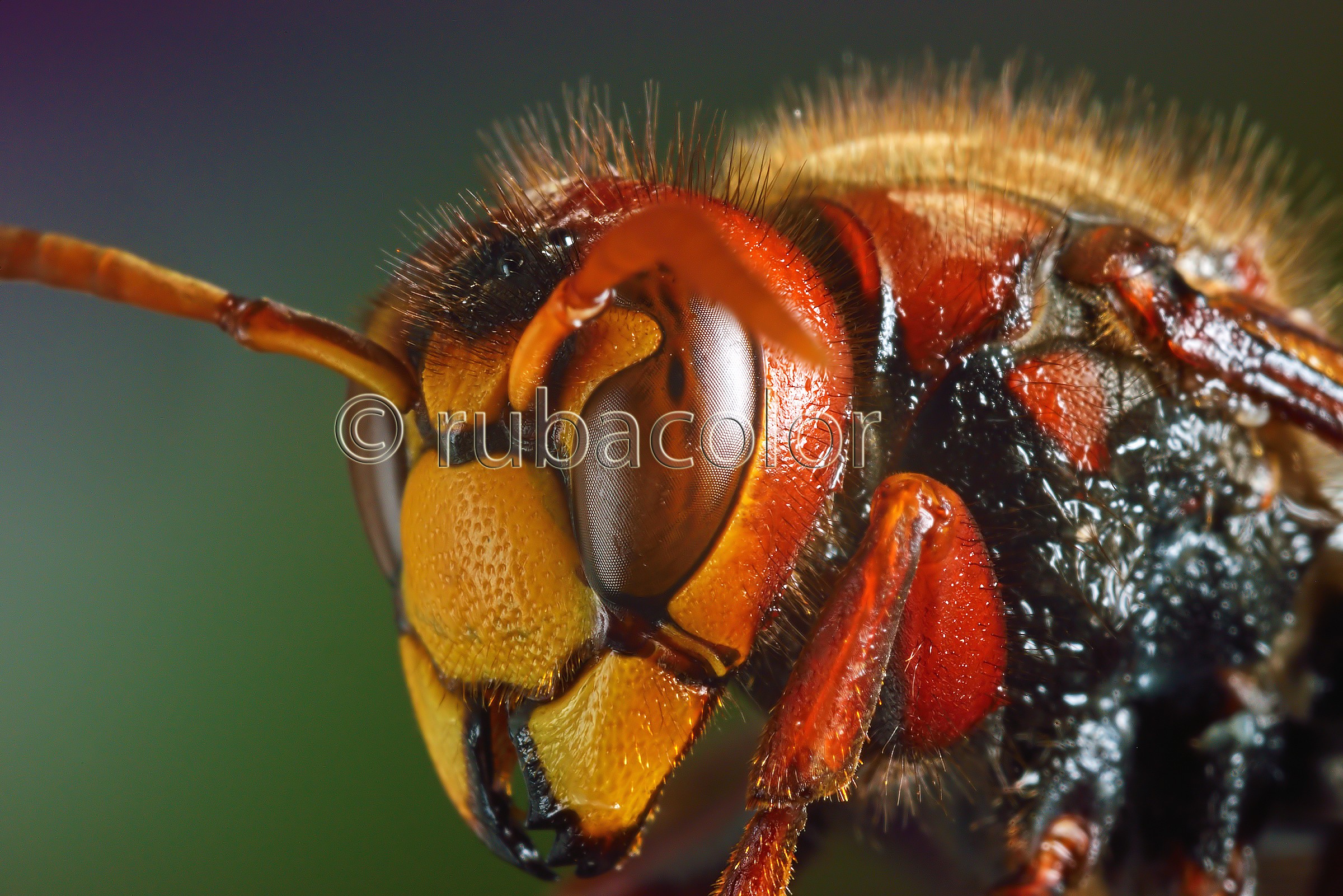 Il profilo del calabrone