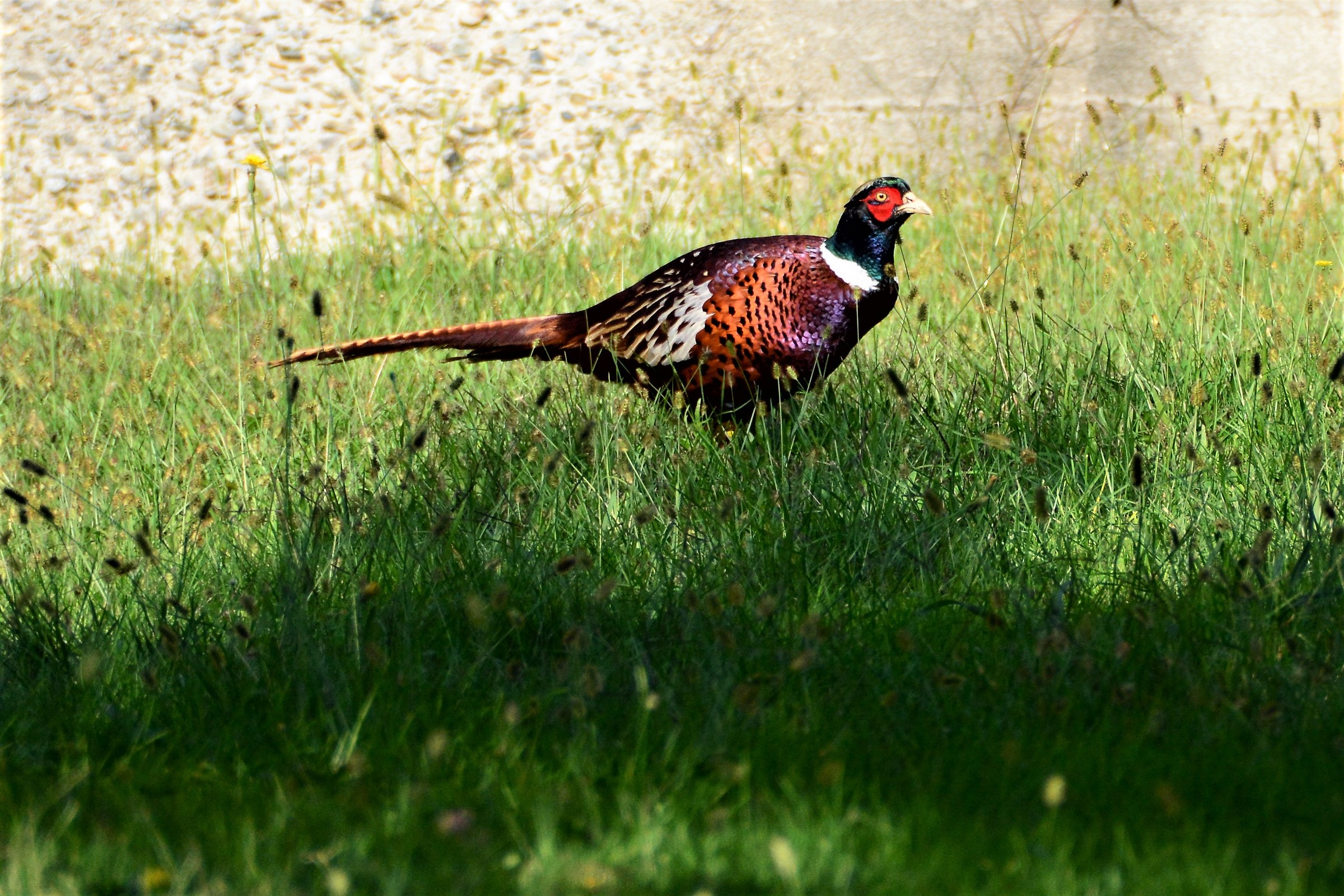 Pheasant 2