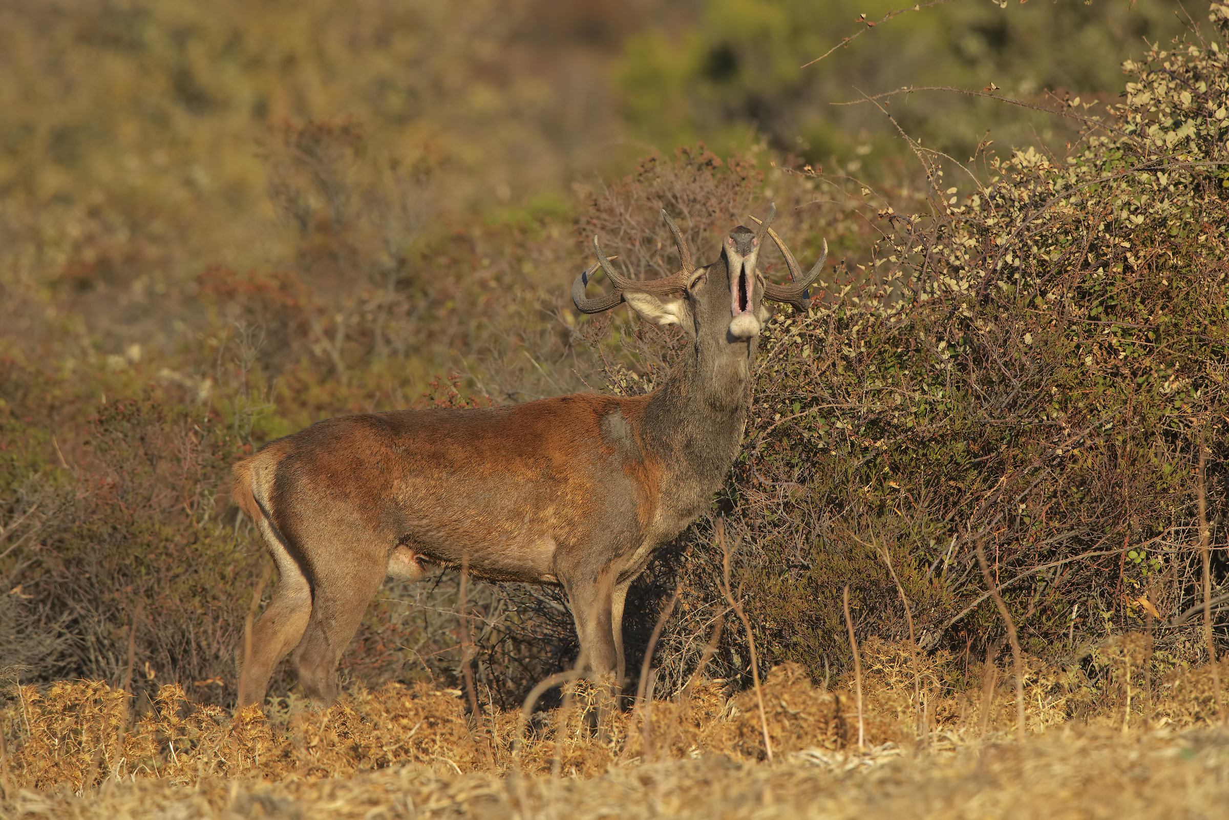 male champion of Sardinian deer
