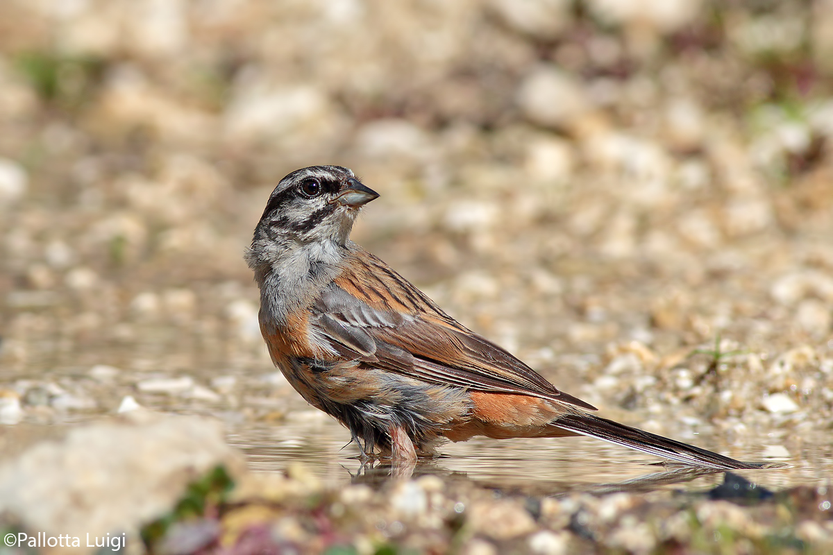 Zigolo muciatto (Emberizia cia)