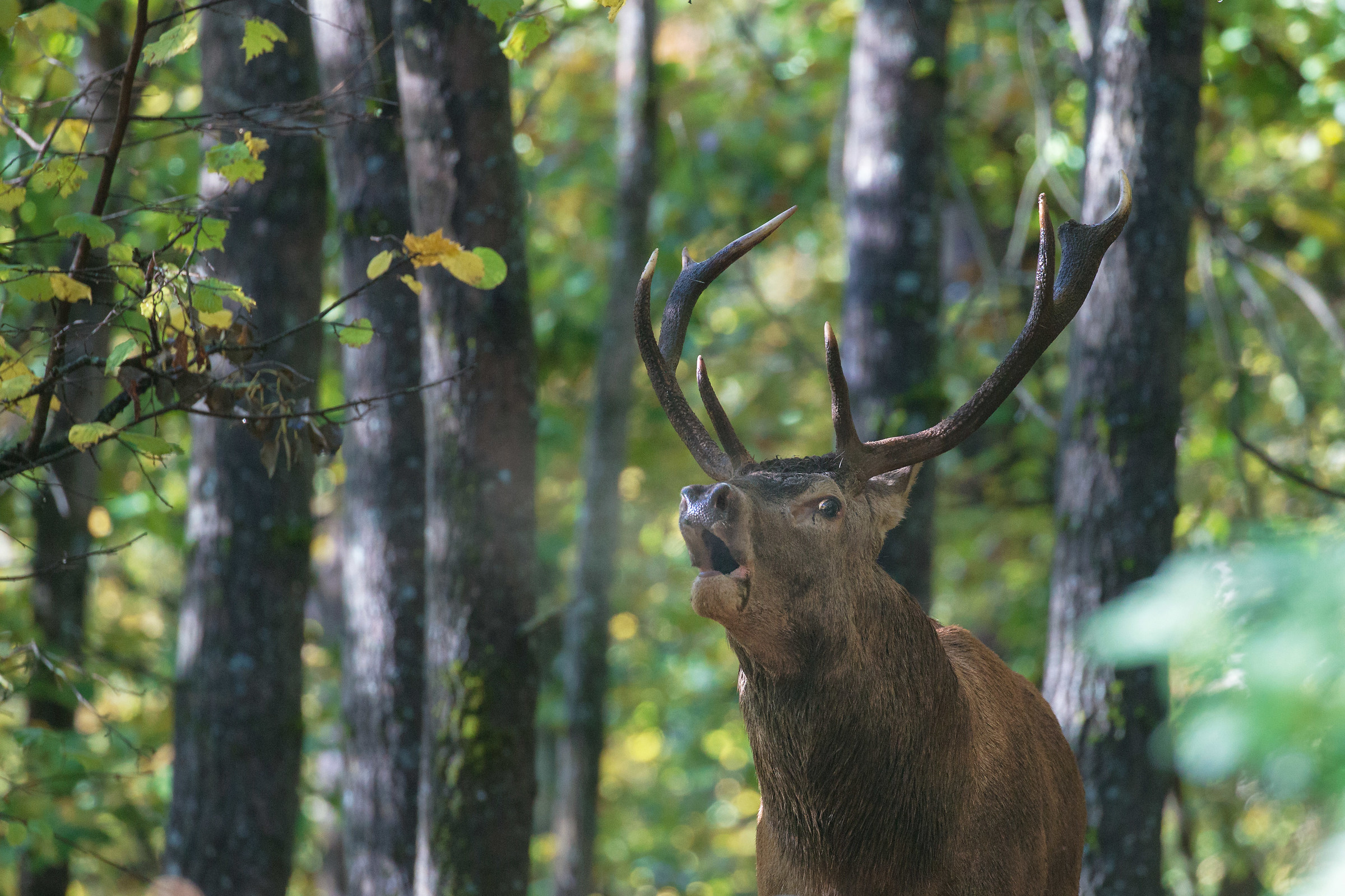 The scream of love of the woods
