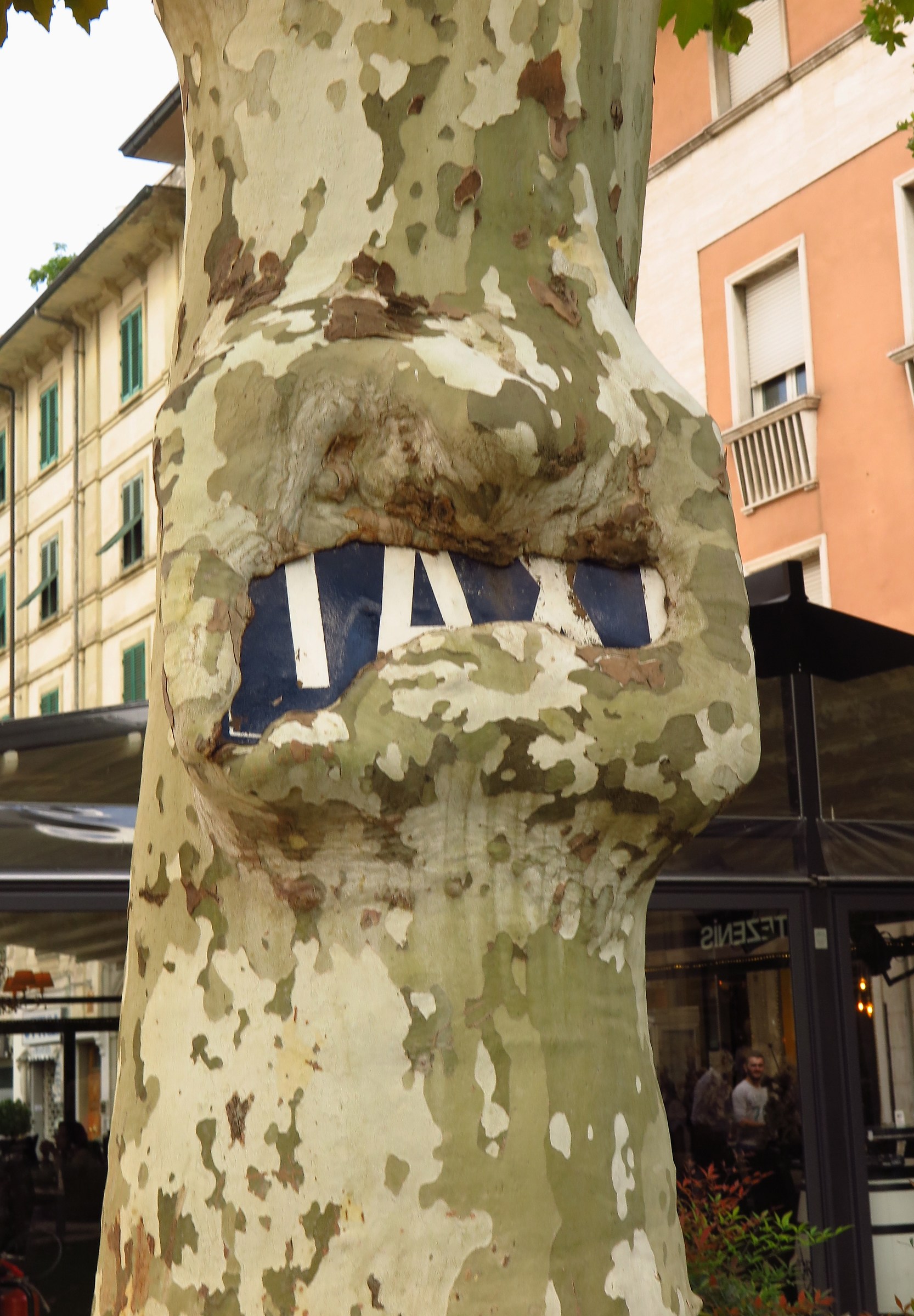 The trees are smart.