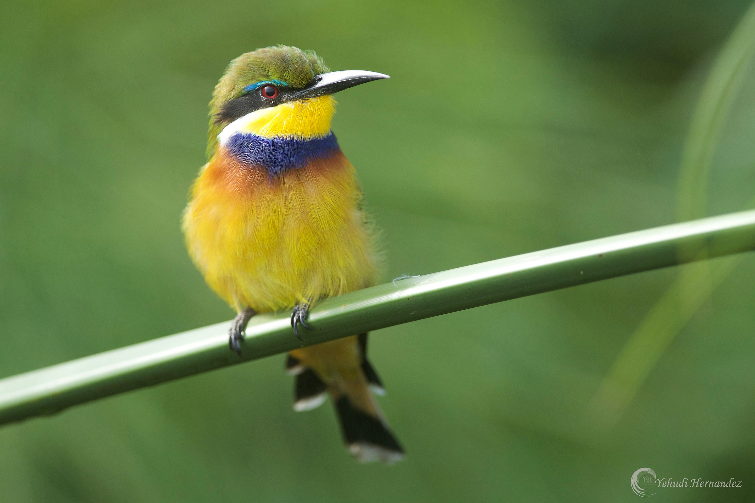 Blue chested Bee eater