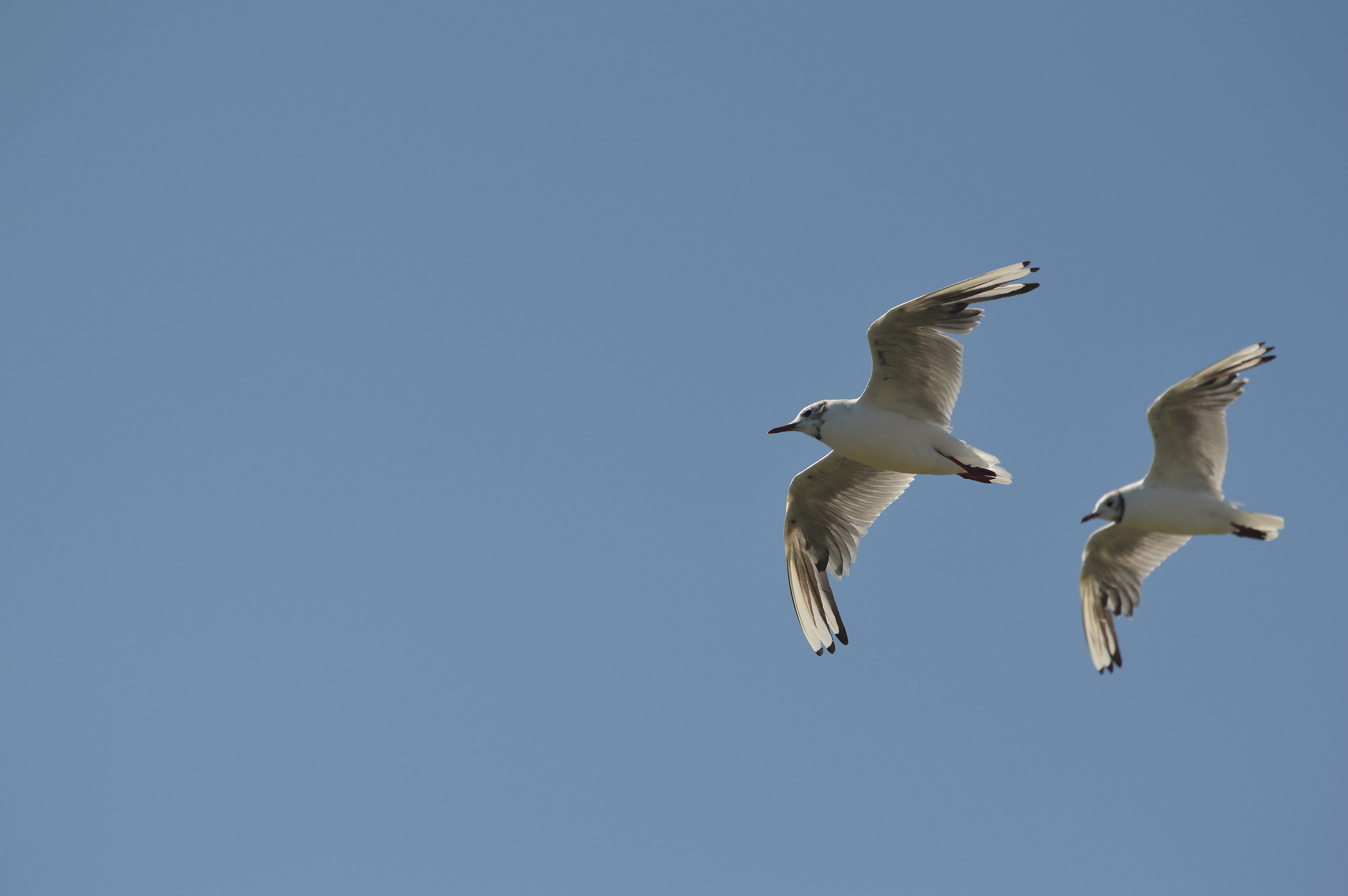 Larus Ridibindus