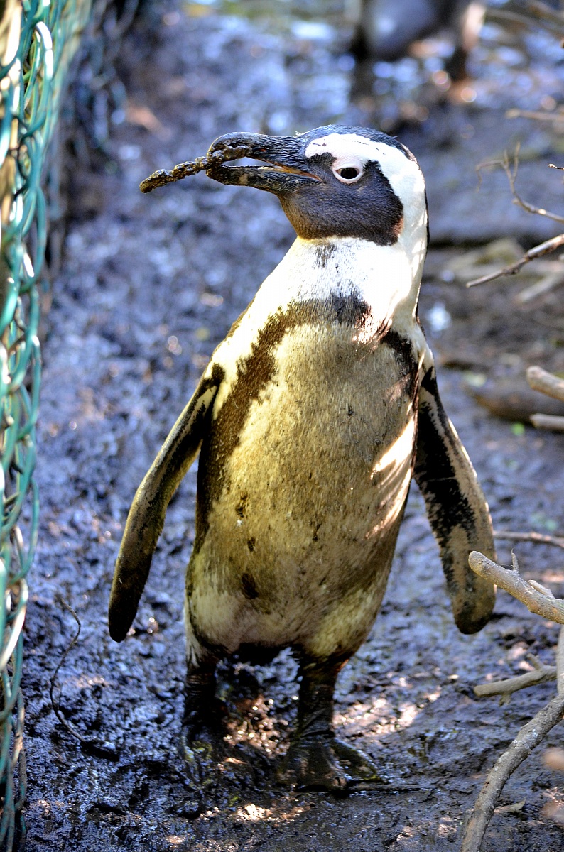 Pinguino at Simon's Town