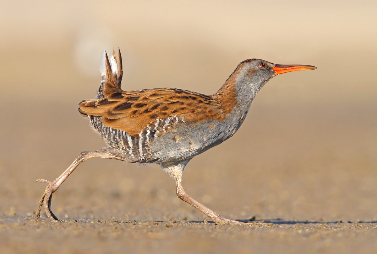 Water Rail