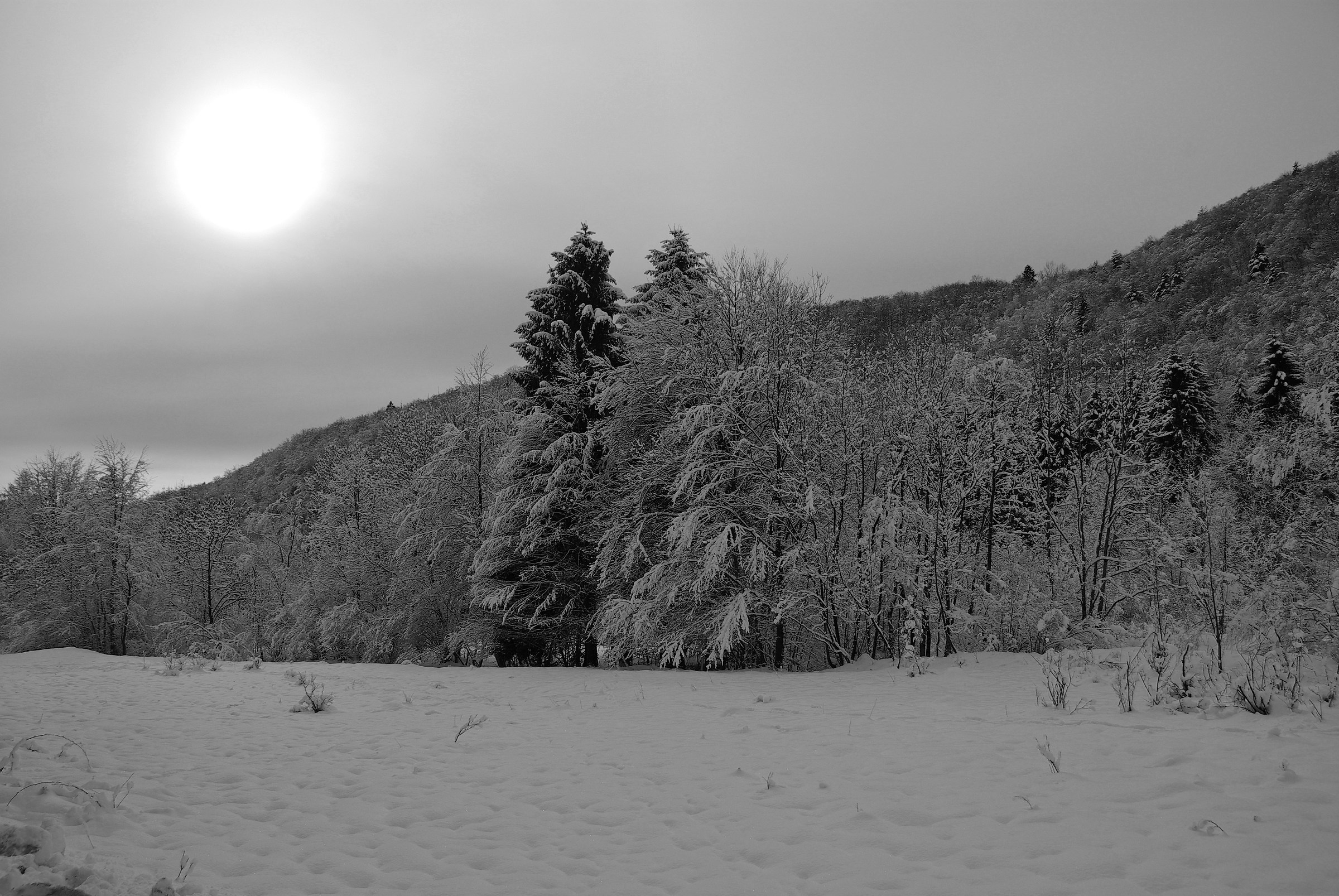 Under the weight of snow