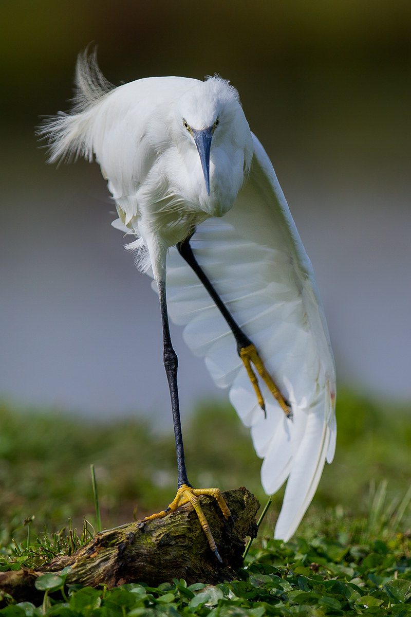 Egret