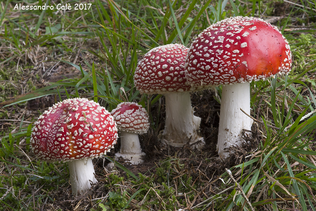 Amanita muscaria (Ovulo malefico) 4461