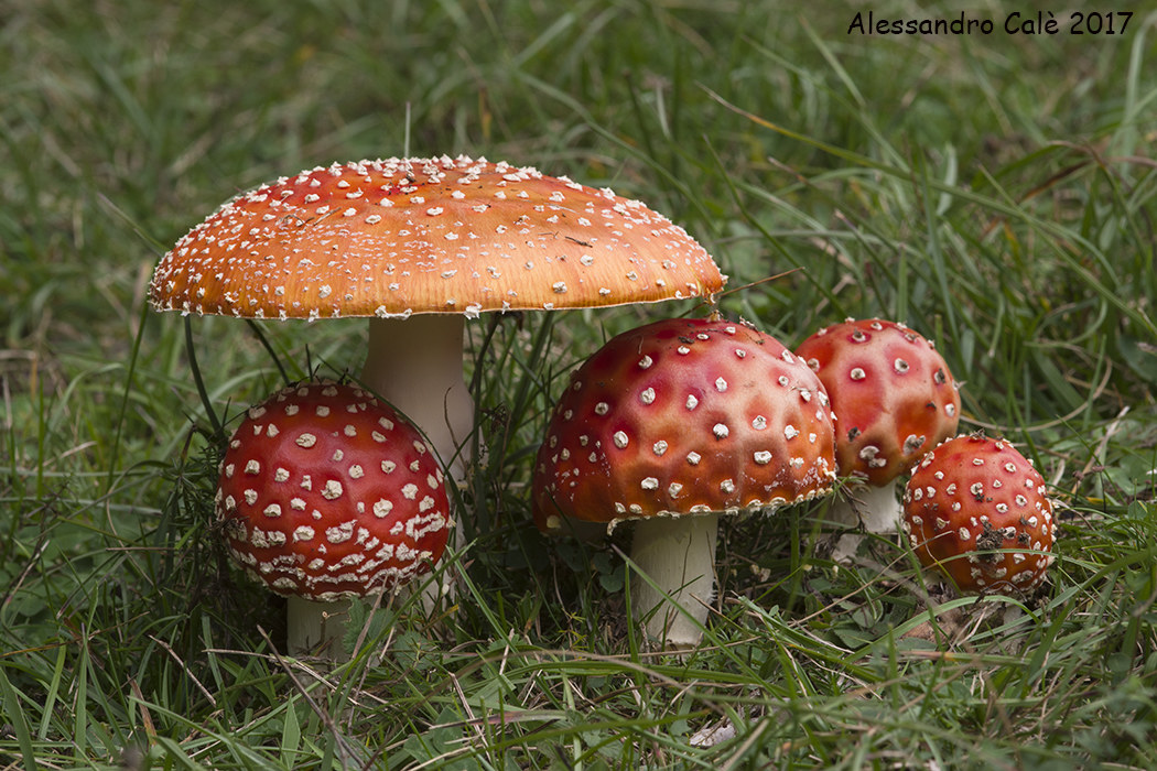 Amanita muscaria (male ovum) 4426
