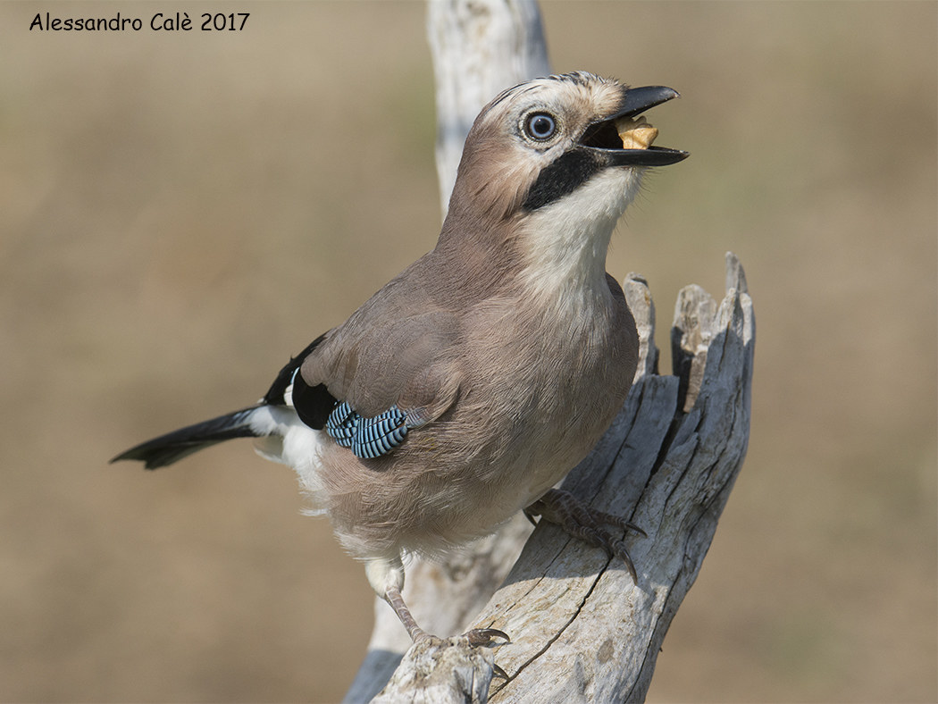 Garrulus glandarius (Ghiandaia) 2641