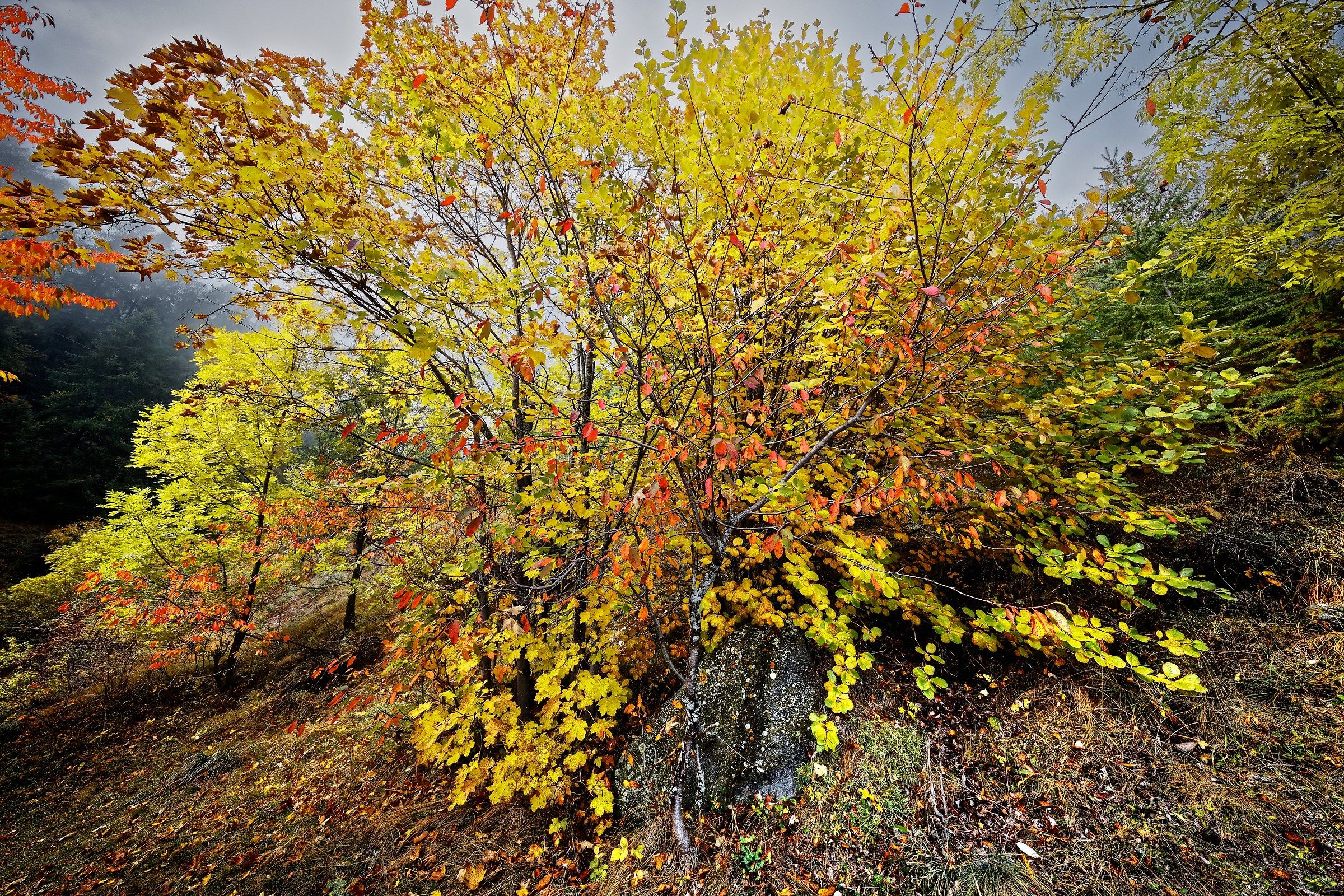 Esplosione di colori