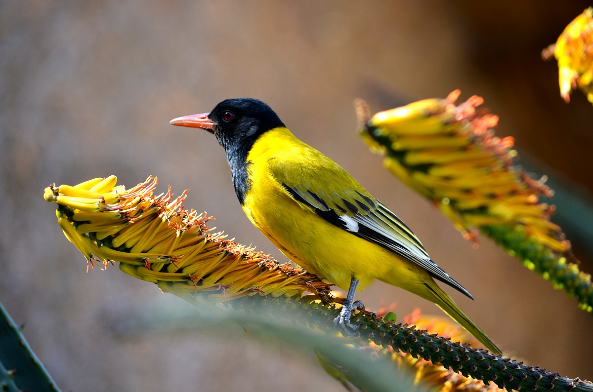 Un giallo folgorante