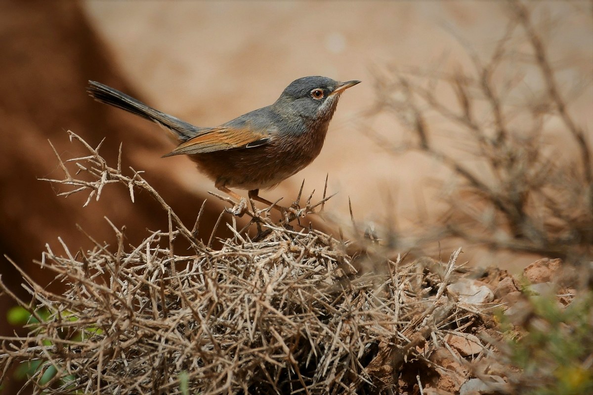 Tristram Magnanine. Silvia deserticola. Tristram war