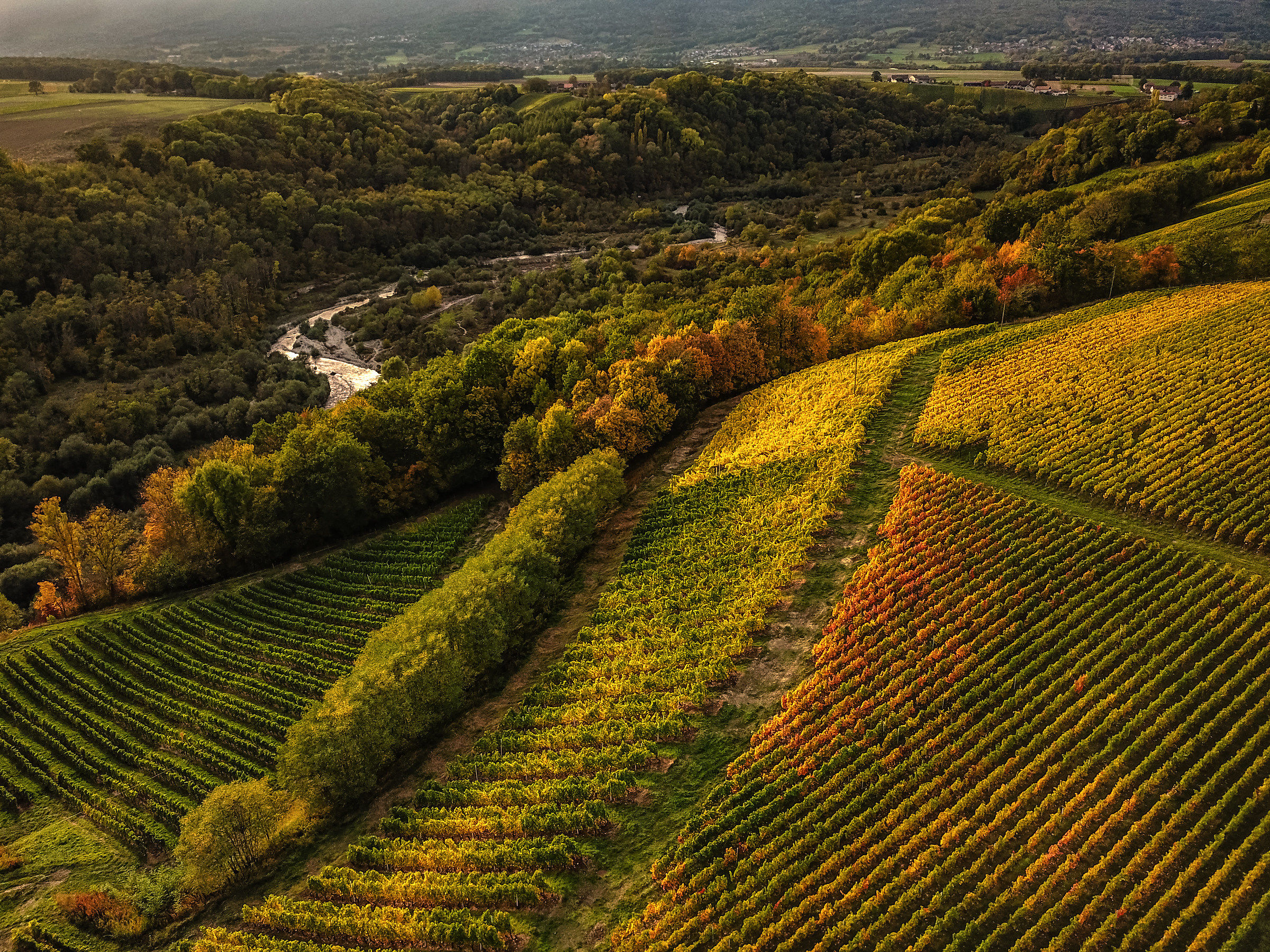 Drone photo - Vinyarde in fall
